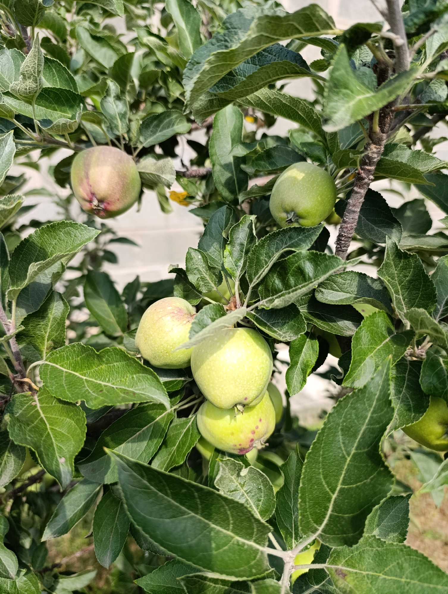 The image shows a close-up of green apples growing on a tree branch. The apples are varied in size and color, with some being lighter green and others showing hints of pink or red. The leaves of the tree are lush and green, with visible veins. The background is blurred, but appears to be a light-colored wall or fence, suggesting an outdoor setting in a populated area. No people are visible in the image. The scene is set in Filippenkov, Russia.