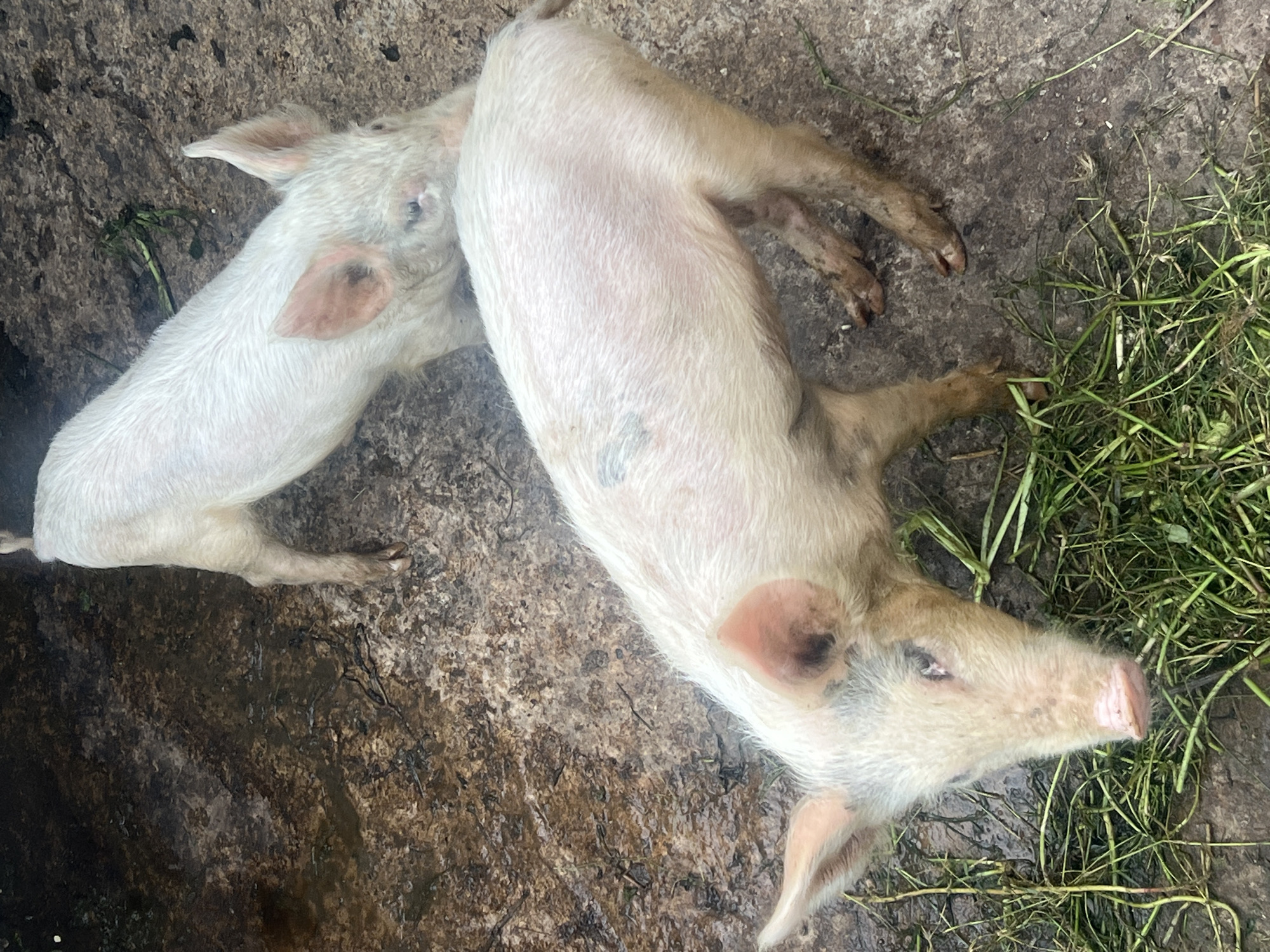 Two piglets lie on a dirt and concrete surface interspersed with grass. The piglets are primarily light-colored with pink ears. One piglet lies mostly on its side, while the other is slightly behind, with only its head and front legs visible. The setting appears to be outdoors. No indications link the image to the specific city mentioned.