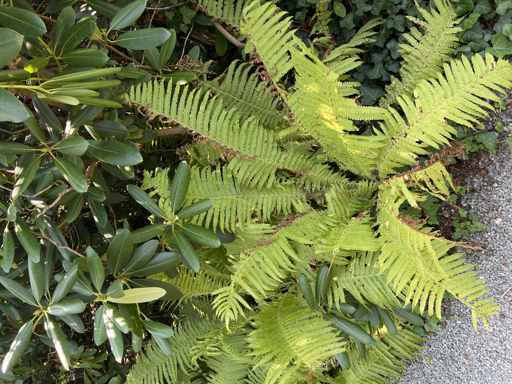 The image shows a close-up, high-angle view of a garden bed in Náchod, Czechia. The foreground is dominated by bright green, feathery ferns, some of which appear to be slightly yellowed at the edges, with scattered brown dried fronds. To the left, a gravel path runs along the edge of the garden bed. Behind the ferns, broad, dark green, leathery leaves of a rhododendron plant are visible, some with dappled sunlight shining through. The rhododendron also has several elongated, green seed pods hanging from its branches. A patch of dark green ivy covers the ground beneath the rhododendron. The scene is outdoors and appears to be a shaded area within a garden, possibly part of the grounds of a historical building or park in Náchod. No people or animals are present in the image.