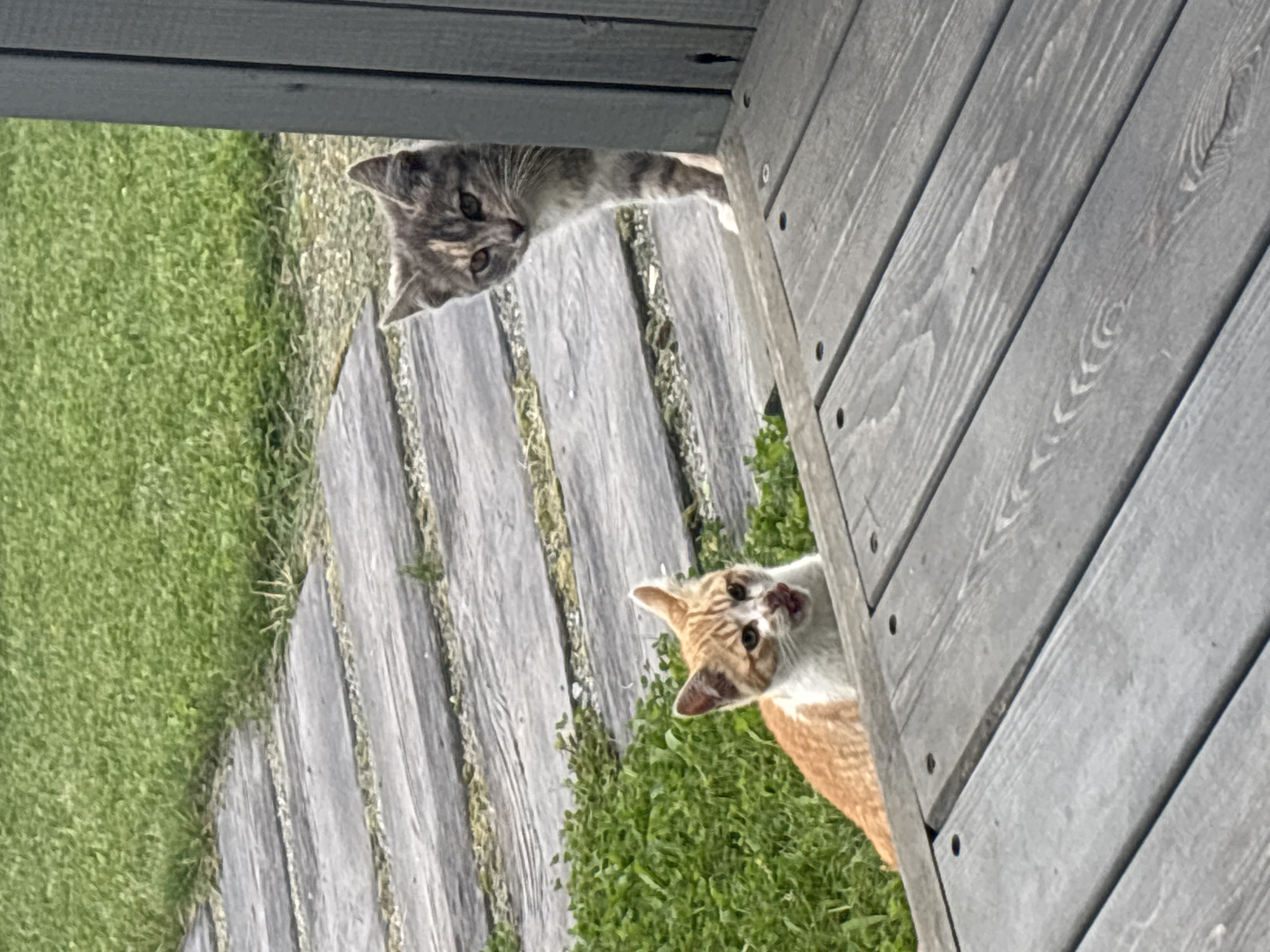 Two kittens are in a yard. In the foreground, an orange and white tabby kitten with an open mouth sits in green grass. Behind and to the right of the orange and white kitten, a grey tabby kitten peeks out from behind a dark grey wooden post. A wooden walkway is in the foreground, and in the background is green grass. The image appears to have been taken outdoors on a bright day. The location is Zvenigorod, Russia.