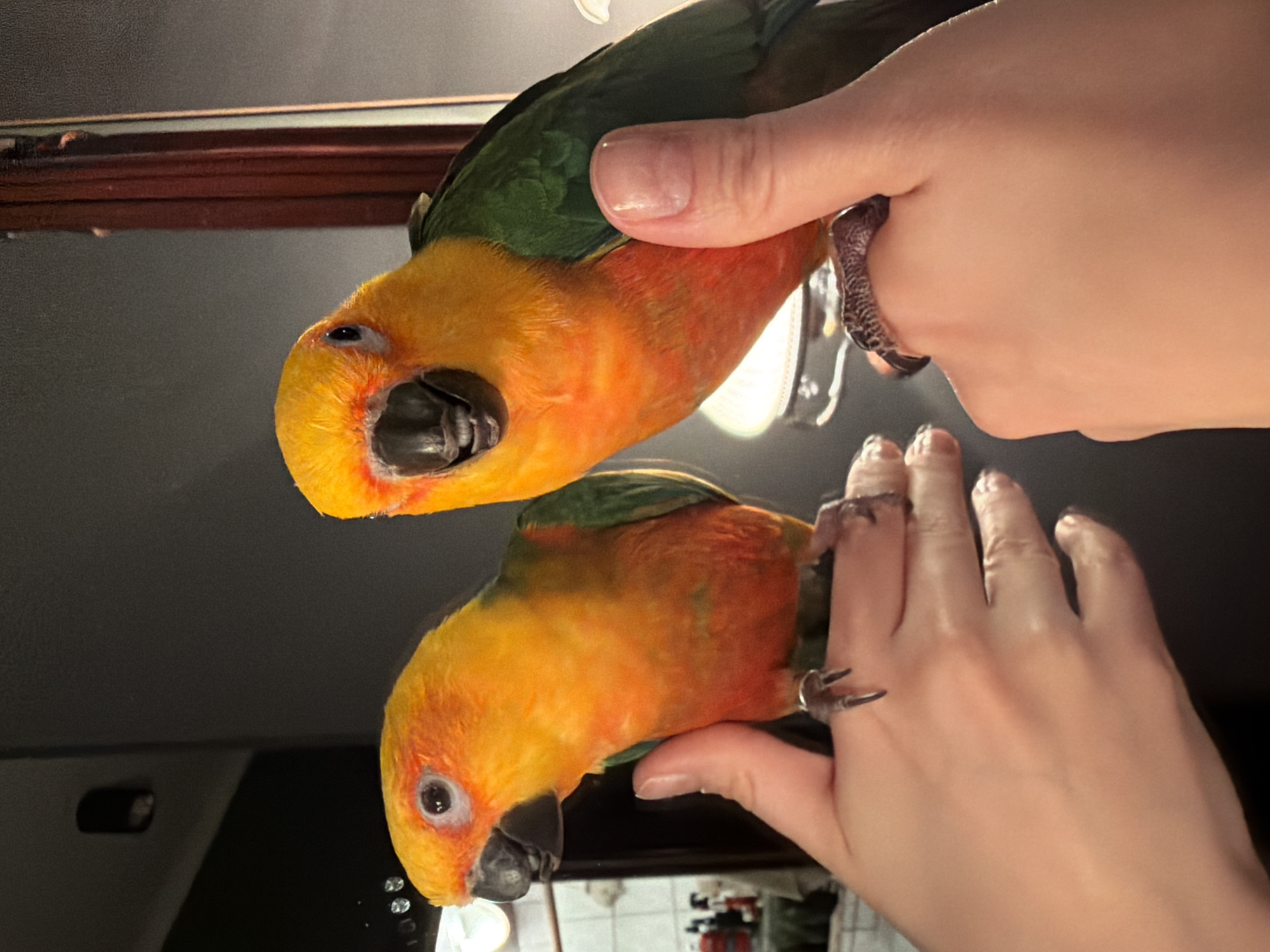 A person's hand is holding a sun conure parrot. The parrot has green feathers on its back and wings, and orange and yellow feathers on its head and chest. The scene shows a reflection of the parrot and hand. The location is not evident from the image provided. There are no indications of Khimki, Russia.