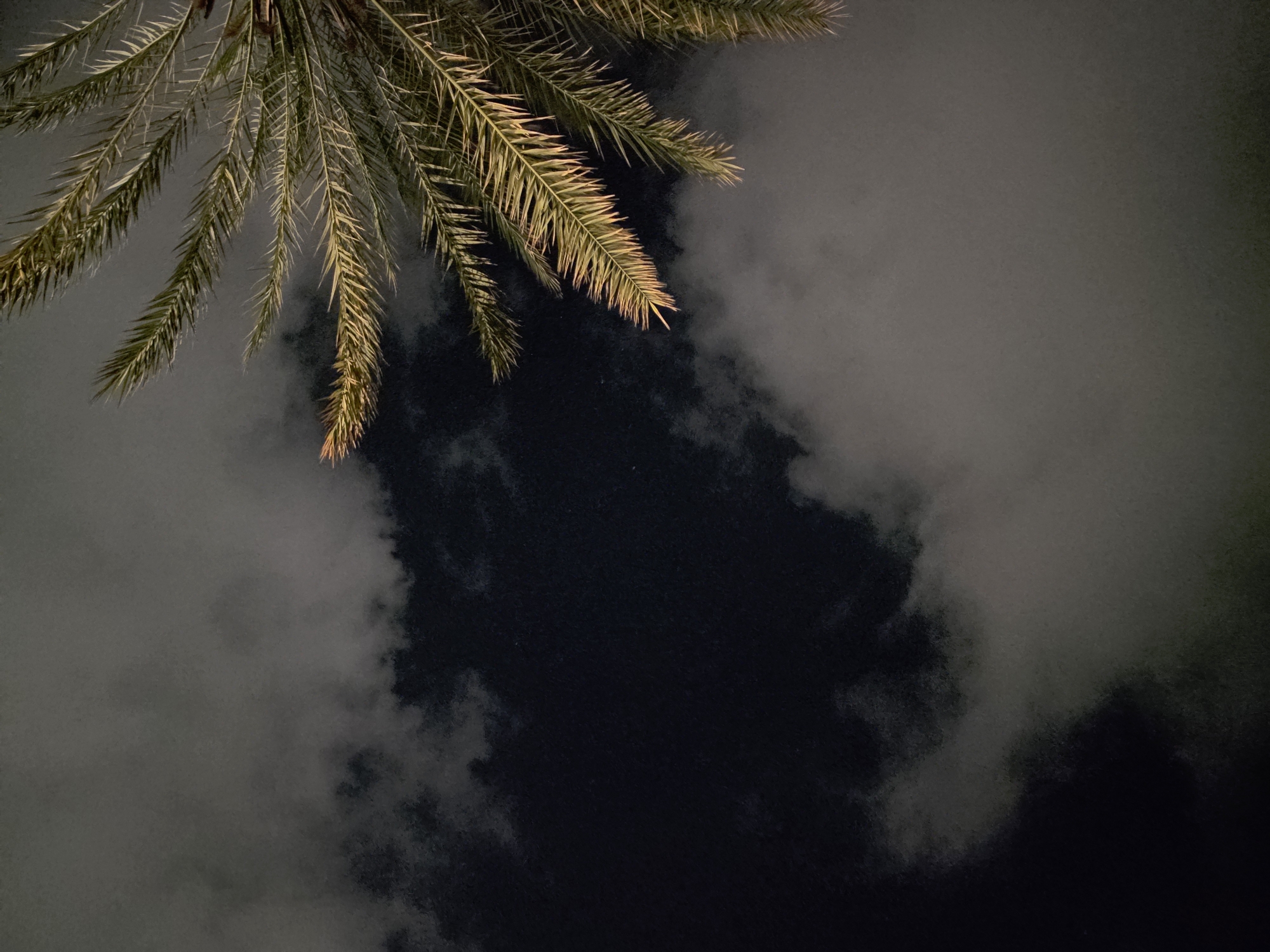 The image shows a close-up view of a palm frond against a dark, cloudy sky. The frond is in the upper right portion of the frame, with its leaves extending diagonally downwards and to the left. The leaves are green and yellow, with a slightly fuzzy texture. The sky is a deep blue-black, with swirling clouds that are illuminated from behind, creating a soft, hazy effect. The lighting suggests it is nighttime or twilight. The scene appears to be outdoors, and the presence of a palm tree suggests a warm climate. There are no people or specific landmarks visible in the image, making it difficult to determine a precise location without further information. The image's composition focuses on the natural elements of the palm frond and the sky.