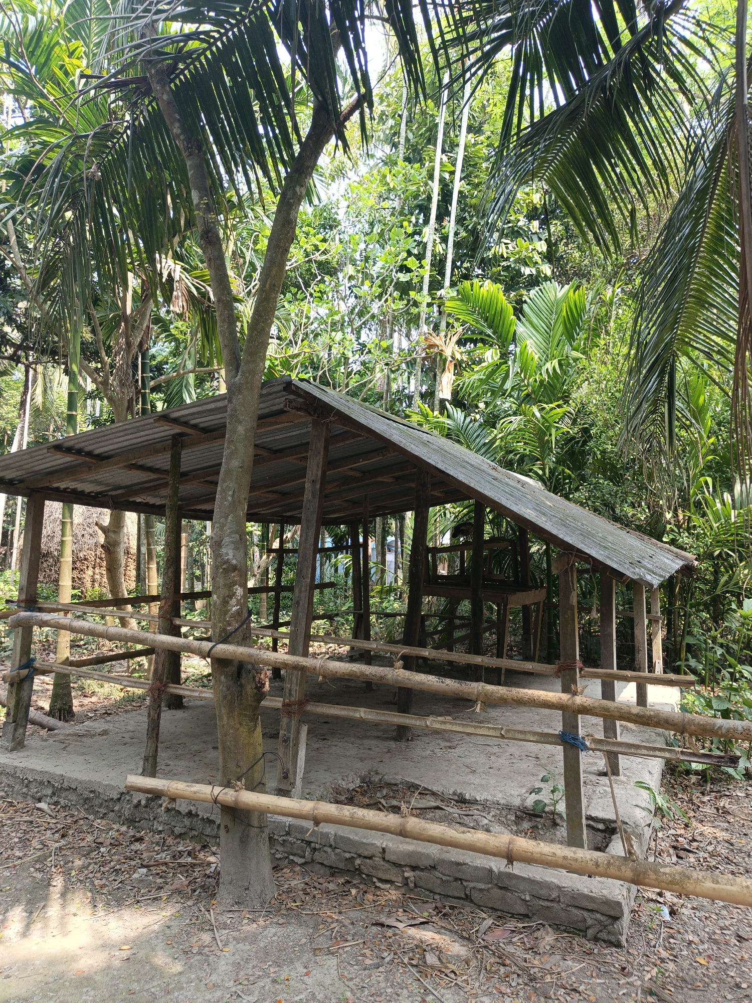 A wooden structure with a corrugated metal roof stands on a concrete foundation in Ghosher Char, Bangladesh. The structure is open on all sides with bamboo rails providing partial enclosure. A tree trunk grows through one corner of the structure. Surrounding the structure are various trees and vegetation, indicative of a rural or semi-rural setting. The ground surrounding the foundation is covered in leaves and debris.
