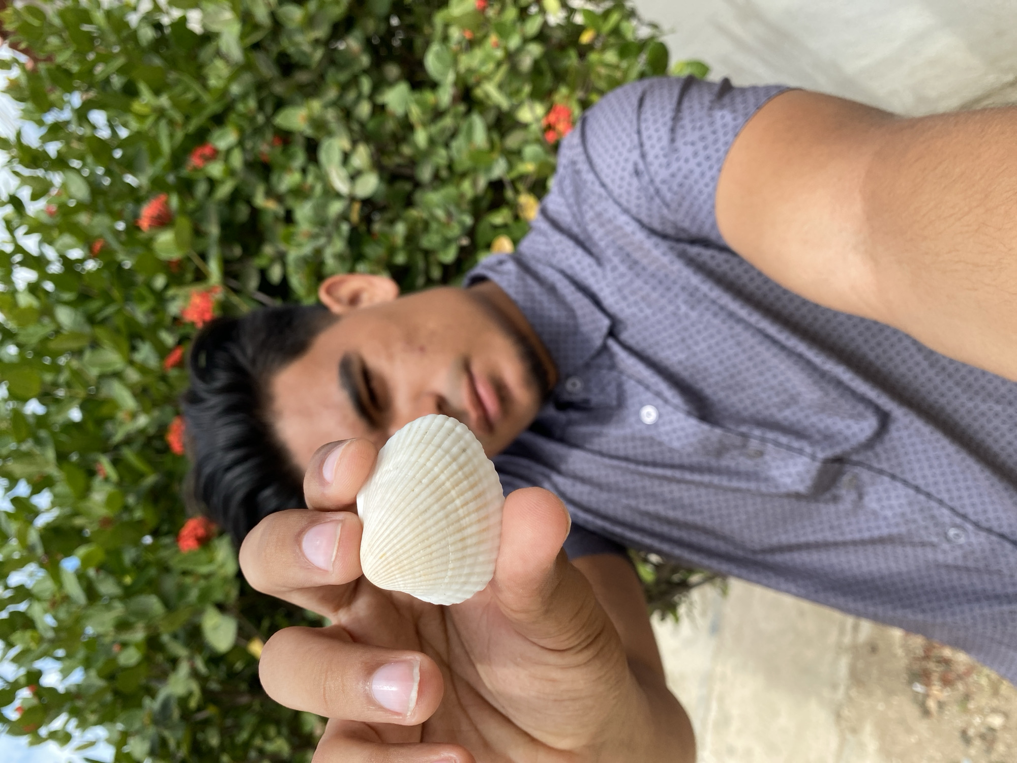 The image presents a close-up, outdoor portrait of a male subject. A young man, with dark hair, is depicted from the upper chest level, wearing a short-sleeved, collared shirt patterned with small grey squares. His left hand is extended forward, holding a single, white bivalve seashell in sharp focus. The shell exhibits distinct radial ridges across its surface. The subject's face, visible behind his hand, is slightly blurred; a small blemish is discernible on his right cheek. The background consists of a dense, out-of-focus bush with prominent green leaves and several scattered red flowers. A light-colored, out-of-focus wall or surface is visible in the lower portions of the frame. The specific location within the city of Juan Griego, Venezuela, cannot be determined from the visual information provided.