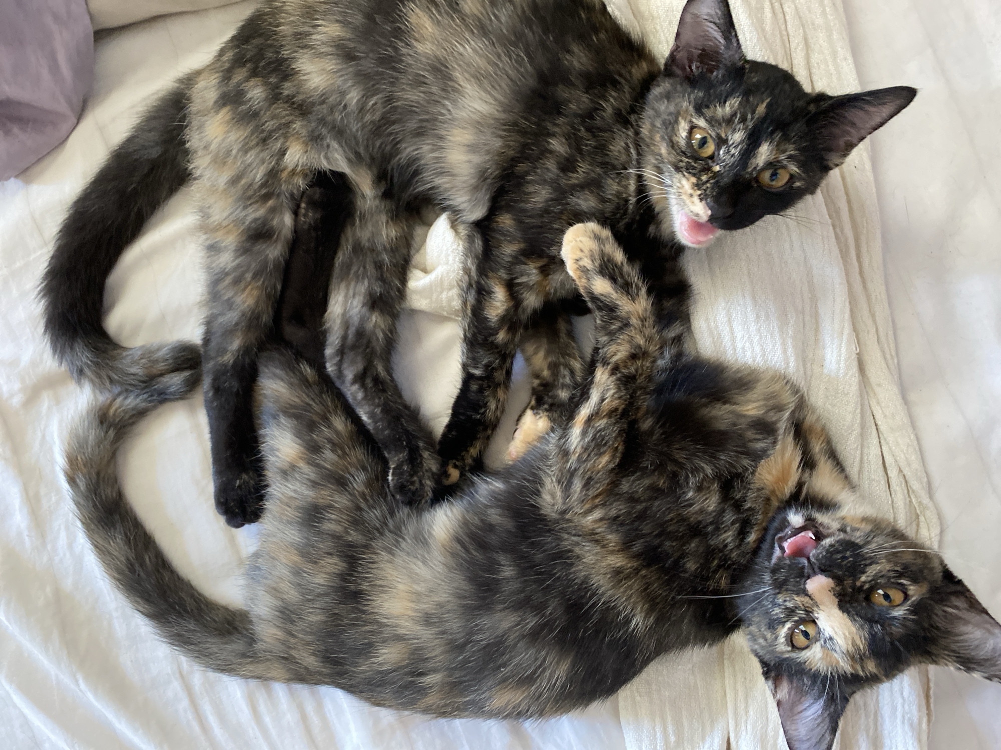 Two tortoiseshell kittens are playing on a white sheet. One kitten is standing, while the other is lying on its back. Both have their mouths open. The location is not identifiable from the image and there is no information indicating it is in Mũi Né, Vietnam.
