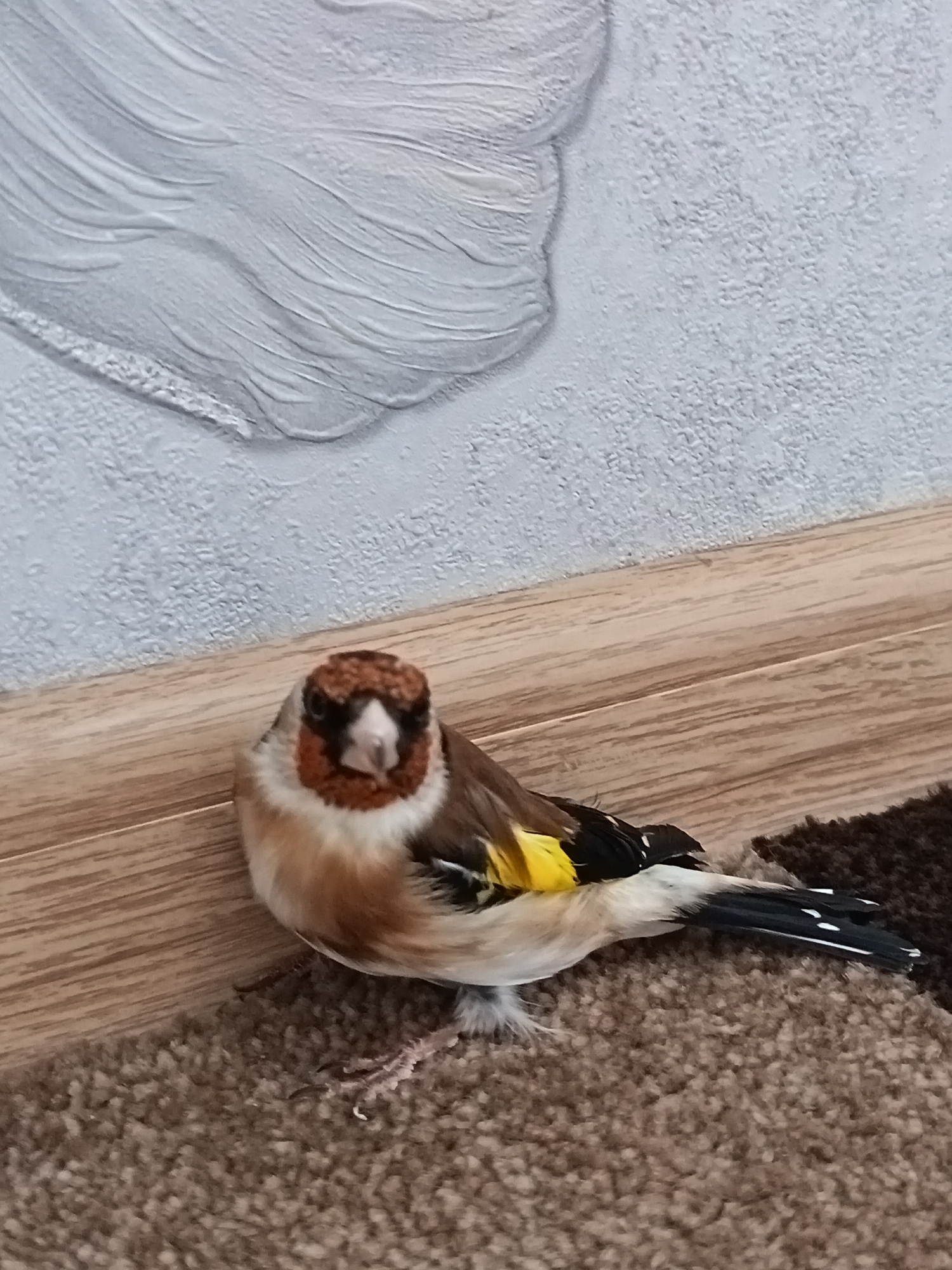 A European goldfinch, a small passerine bird with a distinctive red face and yellow wing patch, is perched on a brown carpet. The bird has a brown crown, white cheeks, and black and white wings. The carpet is textured and appears to be in a domestic setting. The bird is positioned near a wooden baseboard. The wall behind the bird is textured and painted in a light gray color with a decorative, raised pattern resembling feathers or leaves. The image was taken indoors, likely in a house or apartment. There is no visible evidence to suggest that the image was taken in the city of Nizhnevartovsk, Russia.