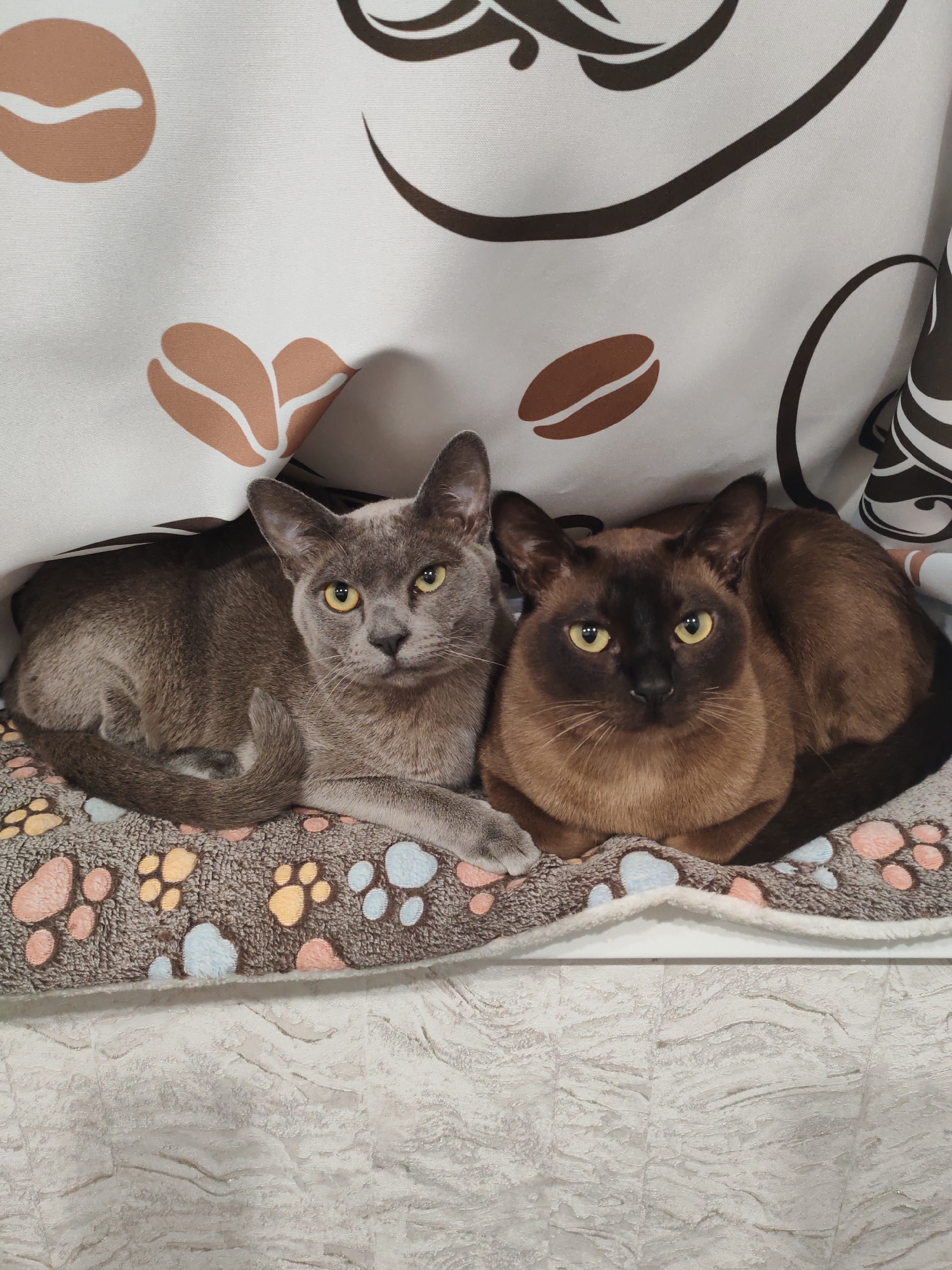 Two cats are resting on a patterned blanket, partially covered by a draped fabric. The cat on the left is a solid grey with yellow eyes, lying down with its tail curled around its body. The cat on the right is a rich brown with yellow eyes, loafing with its front paws tucked under its chest. The blanket beneath them features a pattern of colorful paw prints. The draped fabric above them has a coffee bean motif. The background appears to be a wall with a textured finish. The scene is indoors. The location is not specified in the image or provided crops.