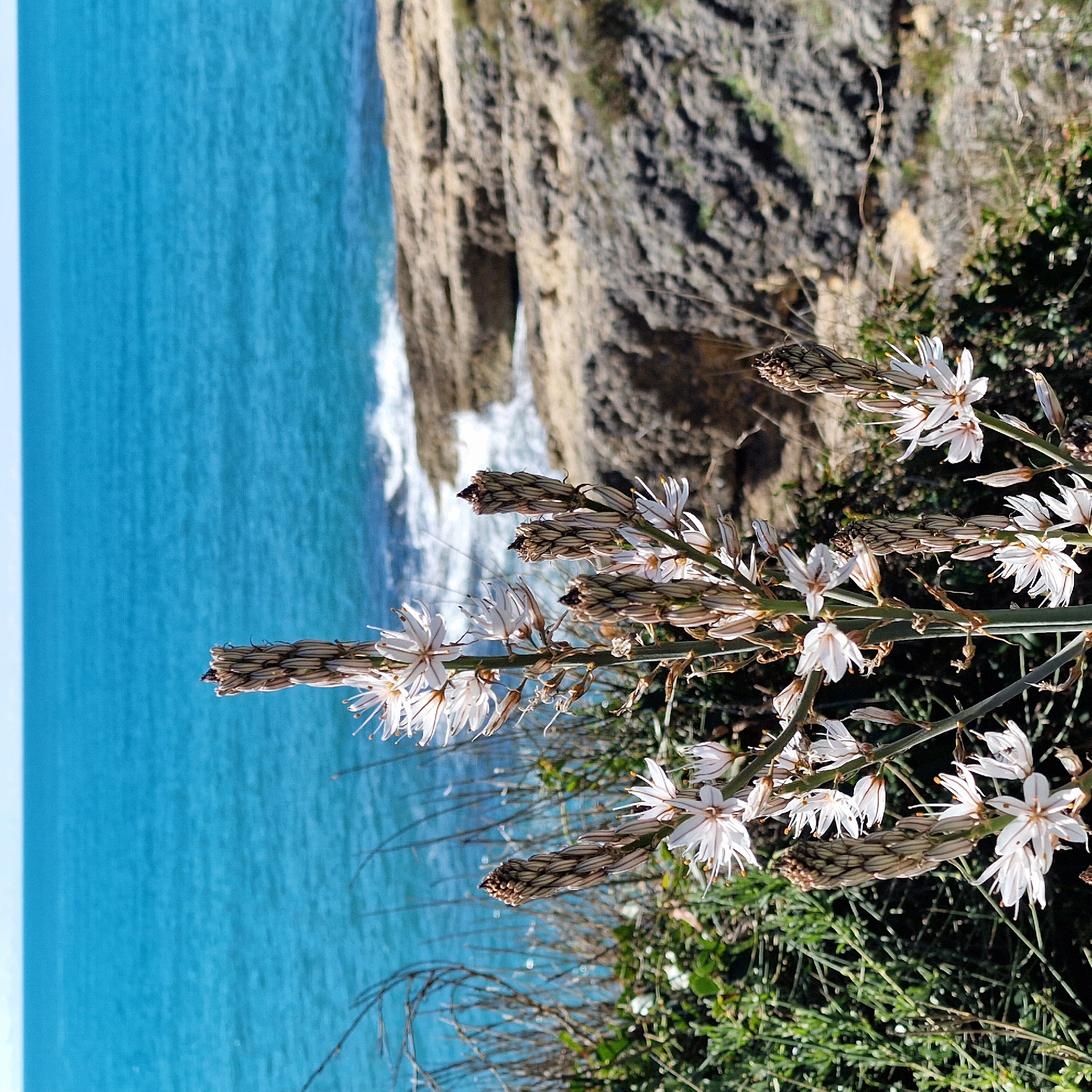 The image shows a coastal view in Ulcinj - Ulqin, Montenegro. In the foreground, a plant with white flowers and brown seed pods is in focus. Behind the plant, a rocky cliff meets the turquoise sea, with visible waves crashing against the rocks. The sky is not visible in this shot. The composition suggests the photo was taken from a high vantage point overlooking the sea and coastline.