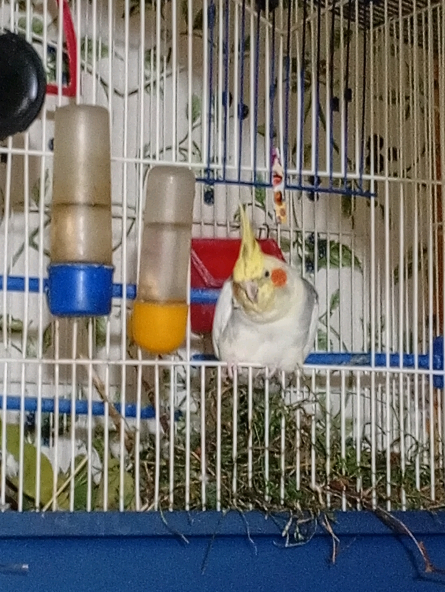 A cockatiel is perched inside a birdcage with white bars and a blue base. The bird is predominantly white and gray with a yellow crest and orange cheeks. It is facing towards the camera, slightly tilting its head to the left. To the left of the bird, there are two water dispensers attached to the cage bars; one is filled with clear liquid and has a blue cap, and the other is filled with yellow liquid and has a yellow cap. In the background, there is a red object and some green foliage. The bottom of the cage contains nesting material and dry grass. The lighting in the image is dim, suggesting it might be indoors.