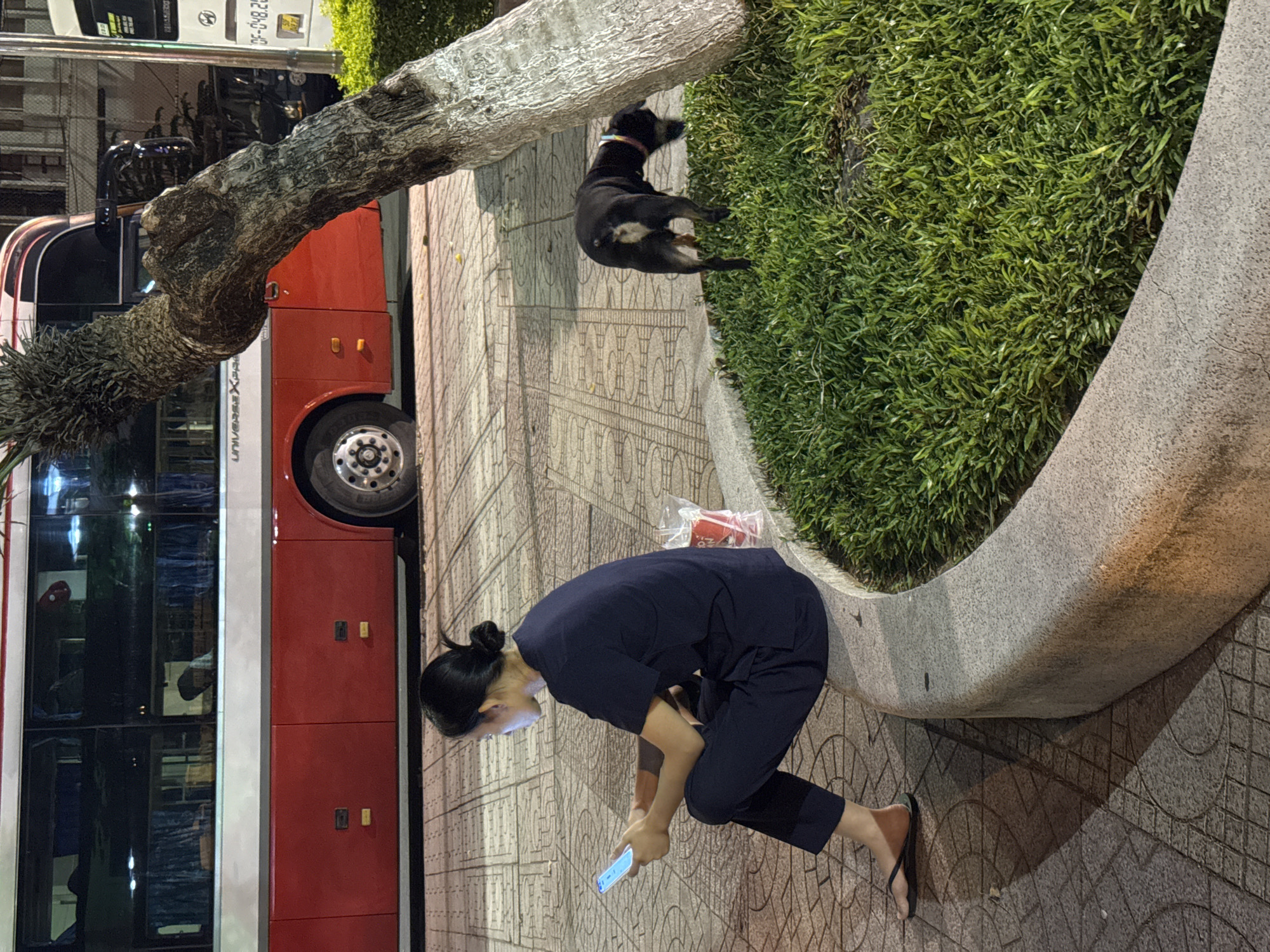 The image captures a street scene in Nha Trang Ward, Vietnam. A woman, dressed in dark blue clothing and with her hair pulled back in a bun, is crouched down, looking at her phone, which is glowing. She is on a patterned sidewalk. To her left, a red and white bus is parked. The bus has several windows and a large wheel visible. To the woman's right, a black dog with a colorful collar is lying on a patch of green grass. The dog is facing away from the camera. A large tree trunk, with rough bark, is positioned in the foreground, partially obscuring the view of the bus and the sidewalk. The lighting suggests it is either dusk or early evening. A concrete planter filled with grass curves around the edge of the sidewalk. There is some text visible on the bus which appears to be in a foreign language.
