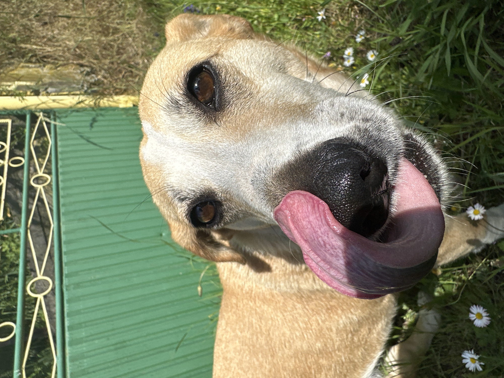 A close-up, high-angle portrait captures a playful dog outdoors on a sunny day in Staro Selo, Bulgaria. The dog, with a mix of light brown/tan and white fur, has its head tilted, looking directly at the viewer with expressive dark brown eyes. Its prominent black nose is wet, and a long, vibrant pink tongue extends, curling slightly over its snout, suggesting a lick or playful anticipation.
Bright sunlight illuminates the dog's face, creating distinct highlights on its fur, nose, and tongue, indicative of clear weather and a sunny time of day. The background primarily features lush green grass dotted with numerous small white daisies and a few tiny purple or yellow wildflowers. To the left and bottom left, a prominent green slatted structure, likely a fence or gate, is visible, featuring a decorative yellow/gold metal framework with repetitive oval and diamond shapes. The ground beneath the fence appears to be drier grass or earth.
The scene conveys a cheerful and engaging mood, characteristic of a happy dog enjoying an outdoor setting. No text is visible in the image.