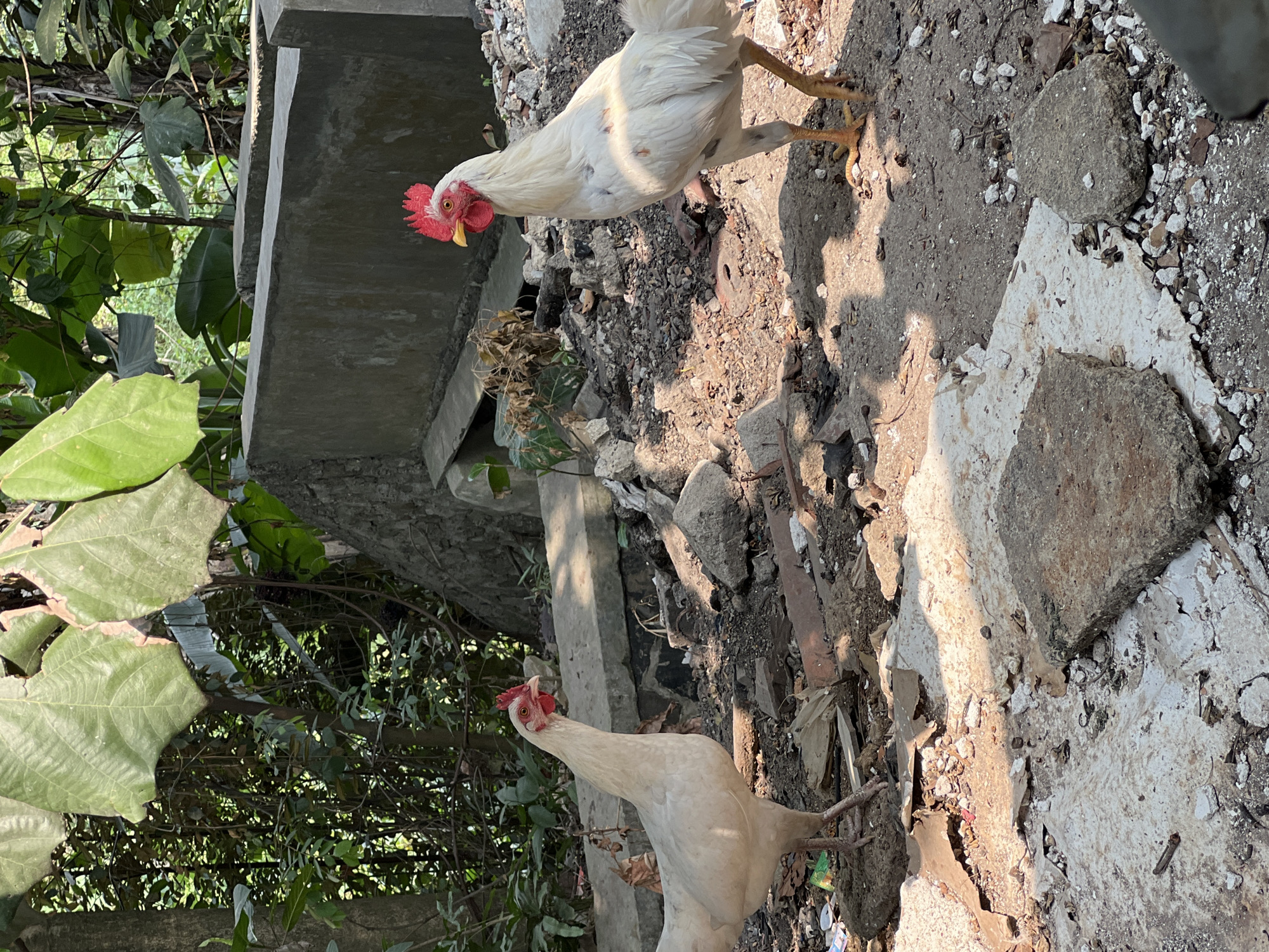 Two white chickens are standing on a debris-strewn ground. The chicken on the left is facing left and the chicken on the right is facing right. The ground is covered with broken concrete, rocks, and dirt. In the background, there are large green leaves and a concrete wall. The scene appears to be in an outdoor area, possibly an abandoned construction site or a neglected yard. The lighting suggests it is daytime.