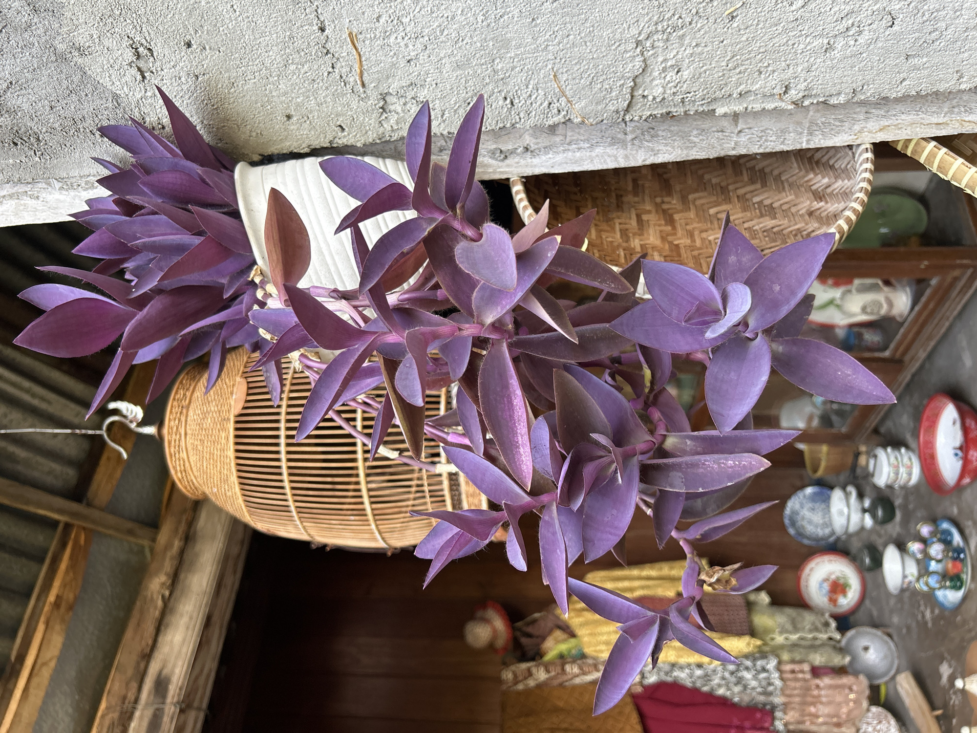 The image depicts an outdoor scene in Banguntapan, Indonesia. In the foreground, a purple heart plant (Tradescantia pallida) hangs from a white pot, its vibrant leaves cascading downwards. Behind the plant, a large, round birdcage made of woven bamboo is suspended. The background reveals a wall constructed of rough, gray concrete, with visible wooden beams supporting a corrugated metal roof overhead. To the left of the birdcage, a collection of assorted items is displayed, including what appear to be fabrics and small decorative objects like plates and bowls. The overall setting suggests a residential or artisanal outdoor space. No people are visible in the image.