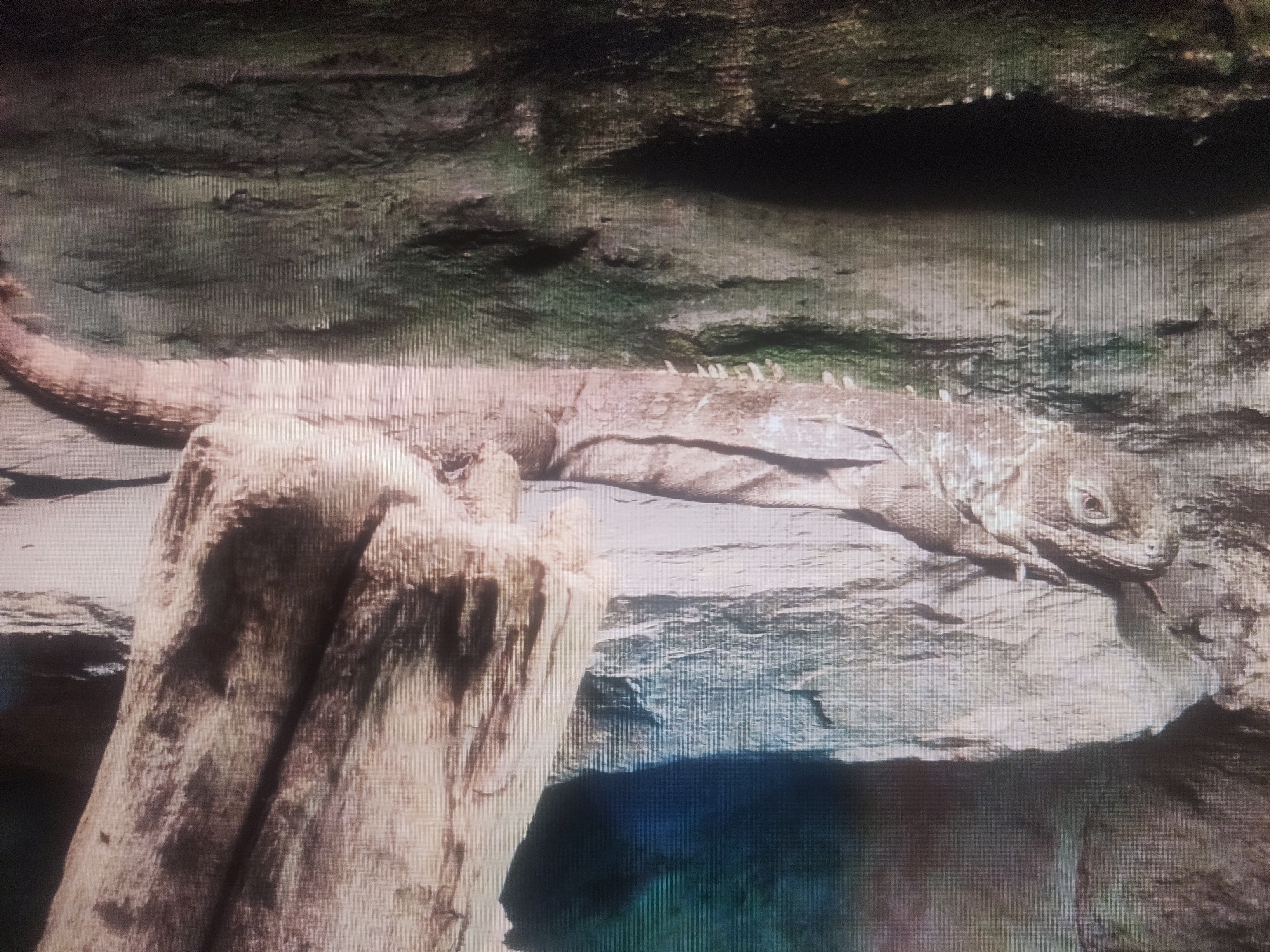 A lizard is resting on a rock formation. The lizard is light brown with a textured body. It is positioned horizontally across the rock, with its head facing right. The rock formation is rough and uneven, with varying shades of grey and brown. In the foreground, a thick, wooden log is visible, also with a rough texture. The background appears to be a dark, possibly rocky or cave-like environment, with some patches of green, suggesting vegetation or moss. The lighting in the image is somewhat dim, with some areas casting shadows. There is no indication of the city of Kalush, Ukraine in the image.