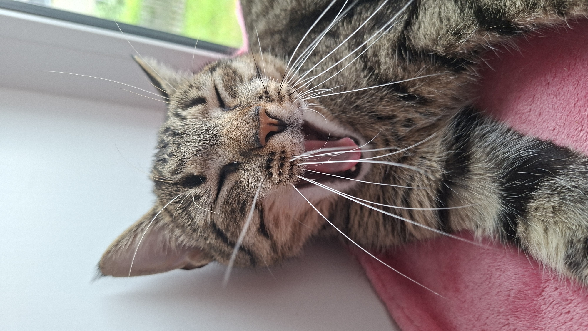 A close-up, eye-level shot shows a tabby cat with its mouth wide open in a yawn. The cat's eyes are closed, and its long, white whiskers are prominent. The cat is lying on a pink, fuzzy surface, possibly a blanket. In the background, a white wall is visible to the left, and a window with a blurry green outdoor scene to the right. The image appears to have been taken indoors. The location of Забалоцкі сельскі Савет, Belarus, is not discernible from the visual information provided in the image.
