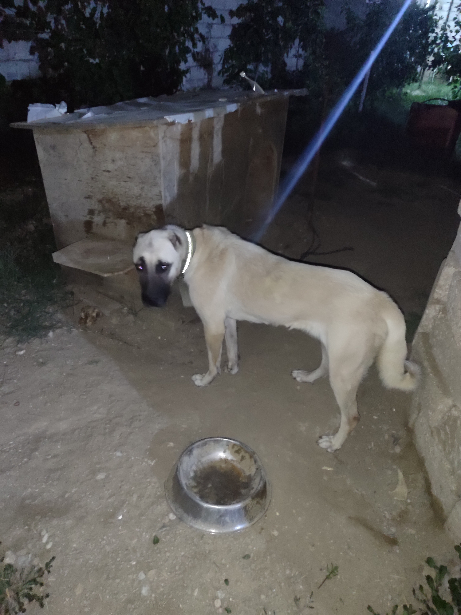 In Balaxanı, Azerbaijan, a large, light-colored dog with a dark muzzle and reflective collar stands outdoors near a simple, weathered wooden shelter. The dog is positioned to the right of the shelter, looking towards the viewer with a somber expression. A metal food bowl, containing residue, rests on the ground in front of the dog. The environment appears to be a yard or outdoor area with loose gravel or dirt on the ground, scattered pebbles, and some sparse vegetation. The background features trees and a rough-textured wall or structure. The lighting suggests it is either dusk or night, with a bright light source casting a diagonal streak across the scene.