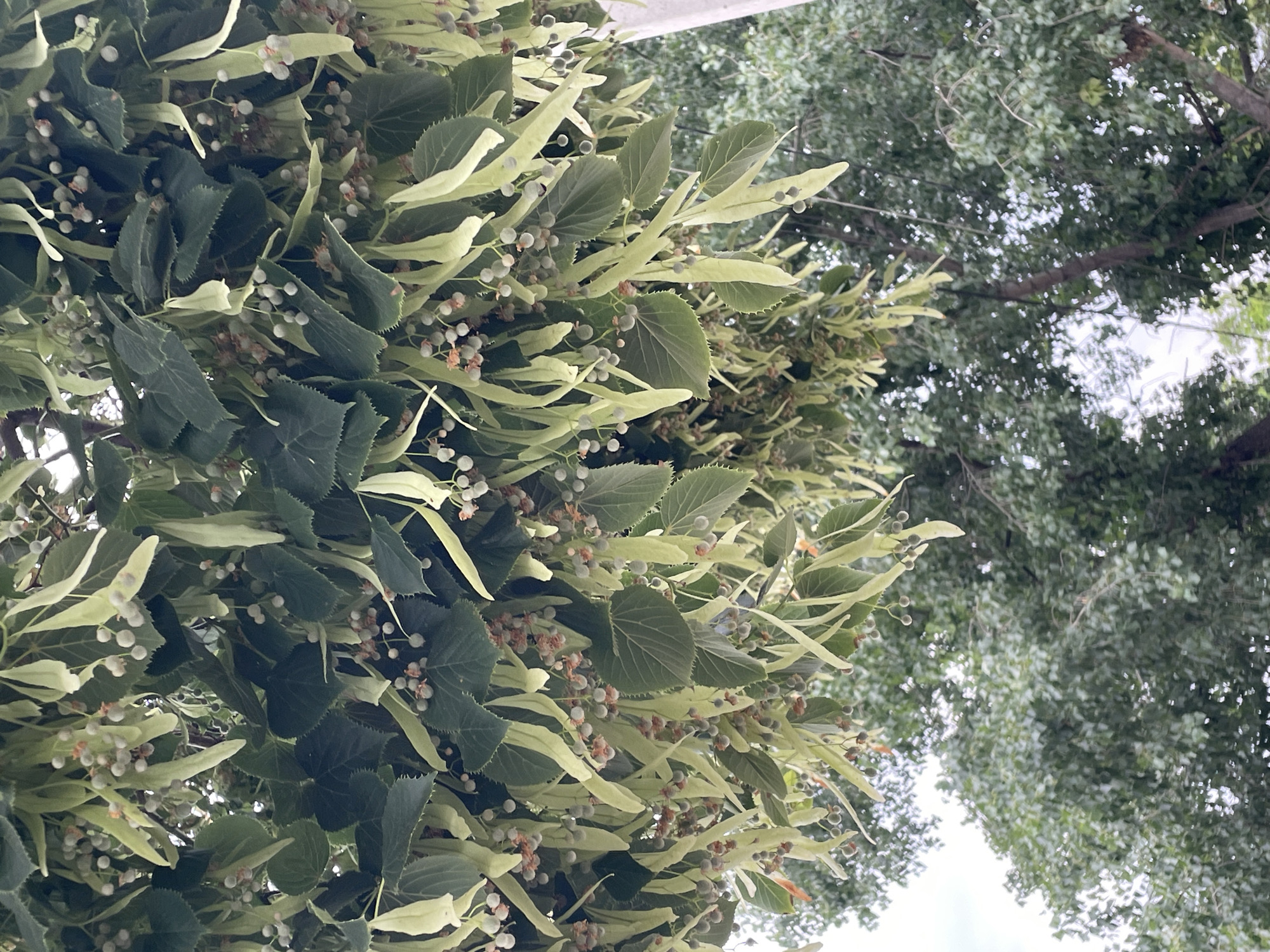 An extreme close-up, high-angle shot shows the branches of a linden tree heavy with developing seed pods and leaves. The seed pods, some as long as 3 inches, hang in clusters from slender stems, each pod containing one or two small, round seeds. The leaves are dark green, heart-shaped, and have serrated edges. The background is a blur of more green foliage and a hazy white sky, suggesting an overcast day. The image was taken outdoors in Cahul, Moldova.