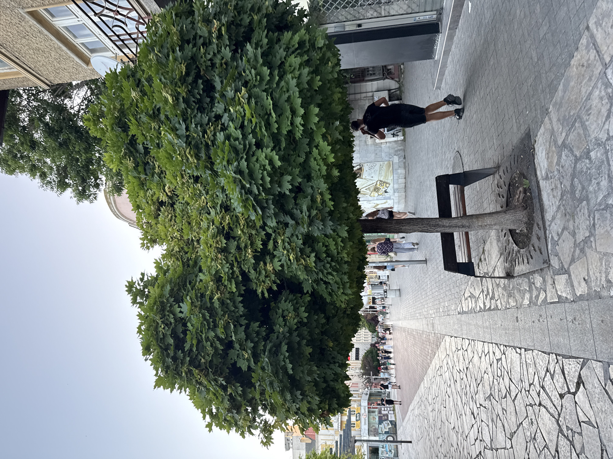 The image shows a tree with dense green foliage in a city setting. The tree is in the foreground, with its branches extending outwards and forming a canopy over a paved walkway. There is a metal bench positioned beneath the tree. A person wearing a black t-shirt and shorts is walking away from the camera on the right side of the walkway, with their right hand near their ear, as if on a phone call. In the background, a street lined with buildings and shops is visible, with several other people walking along the pavement. The walkway is paved with interlocking stones and large, irregular flagstones on the left. The sky above is clear and pale.