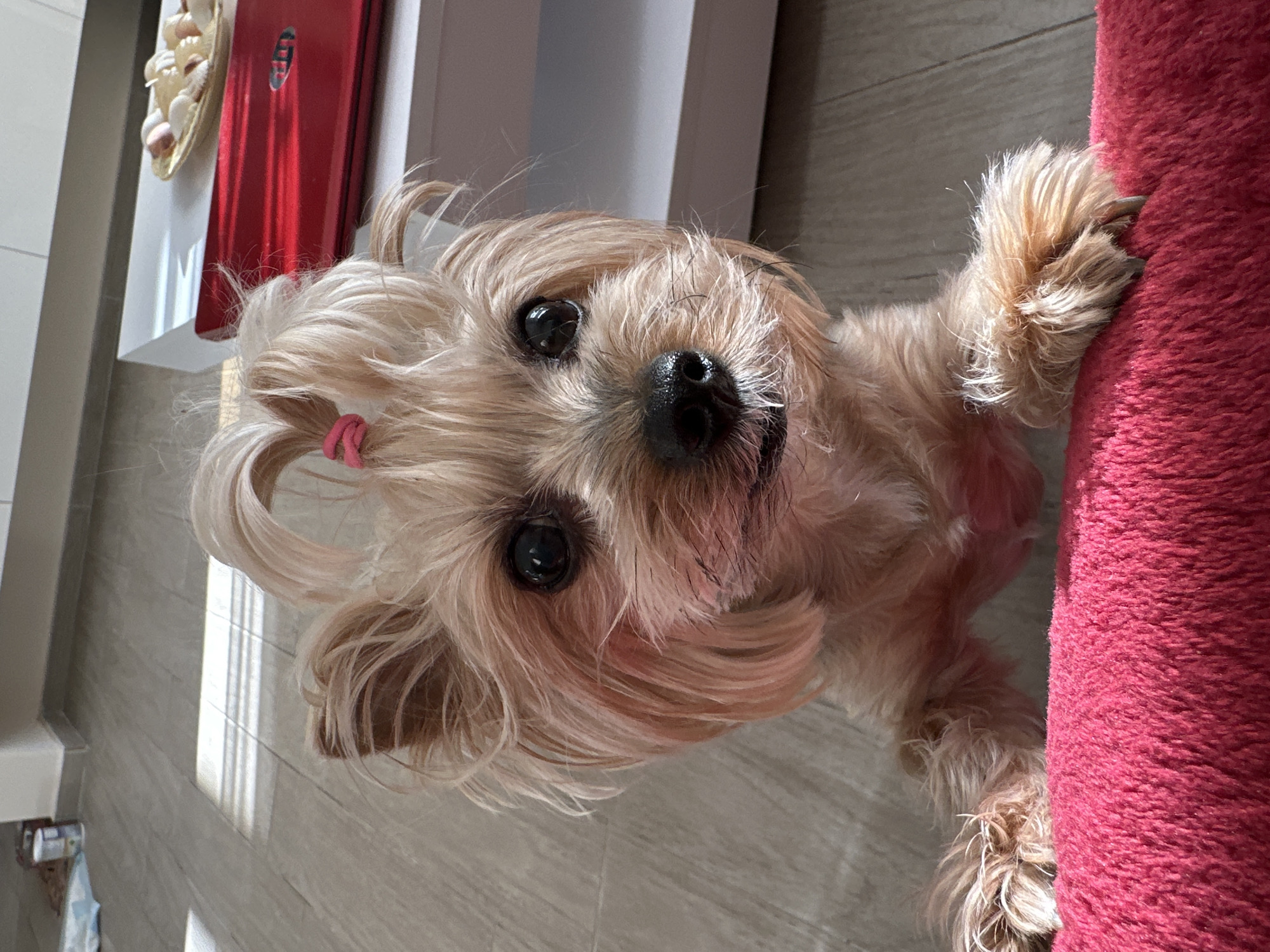 A small, light-brown Yorkshire Terrier dog is positioned close to the camera, gazing directly at the viewer. The dog is partly leaning against a dark pink, textured object, potentially a cushion or a piece of furniture covered in fabric. Its fur is styled with a small pink hair tie, suggesting grooming. The background shows a modern interior. There is a light gray tiled floor with sunlight patterns creating a bright and clean atmosphere. To the left, a light-colored piece of furniture with a red object on top is visible. A small seashell display is also seen, possibly decorative. The overall impression is a well-maintained and cared-for domestic environment. Sofia, Bulgaria, is not discernible from the image.