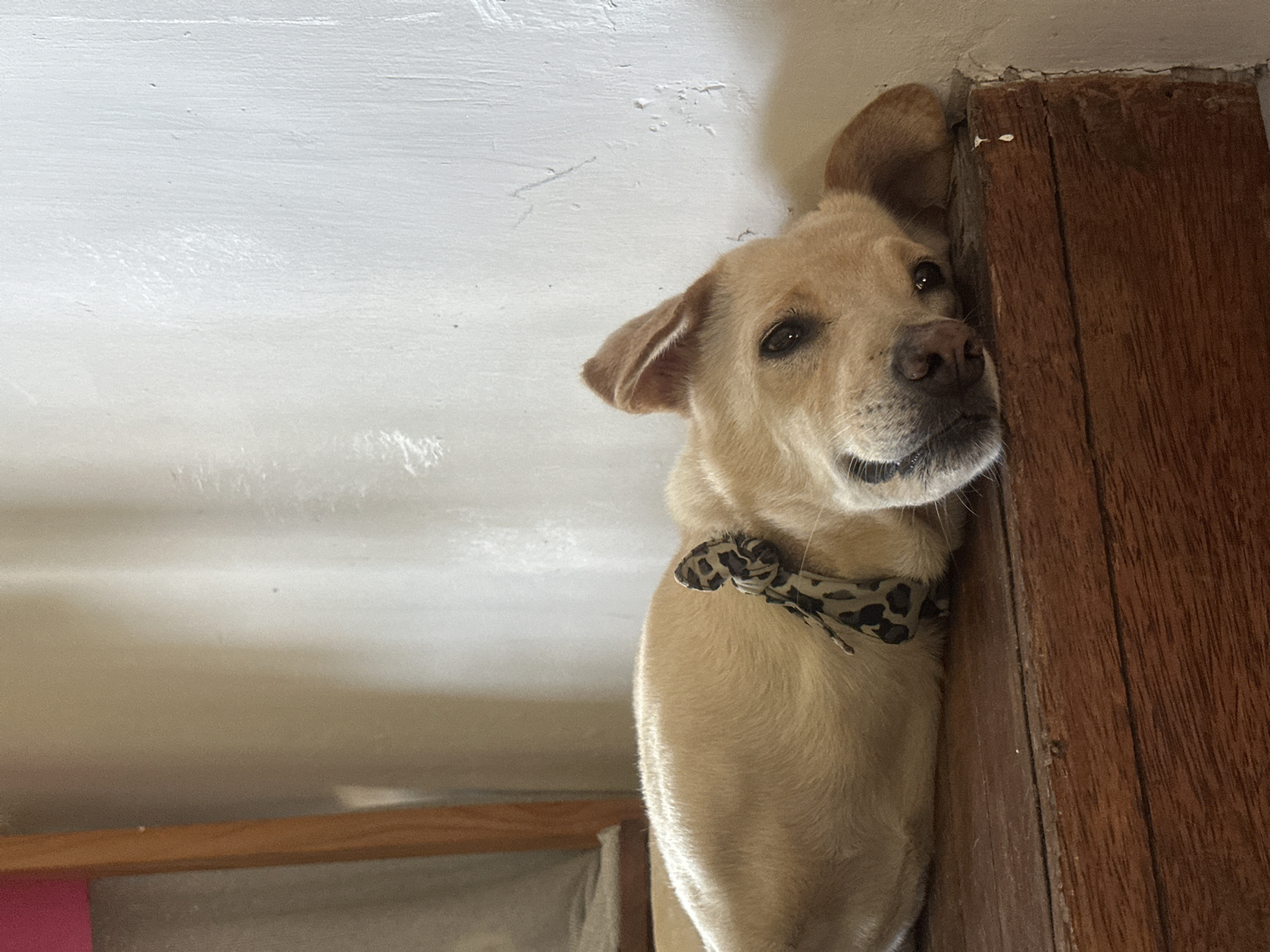 A light brown dog with a black and white patterned bandana around its neck lies on its side on a wooden surface. The dog's head is resting on the surface, with its eyes looking towards the camera. The background consists of a light-colored, textured wall.