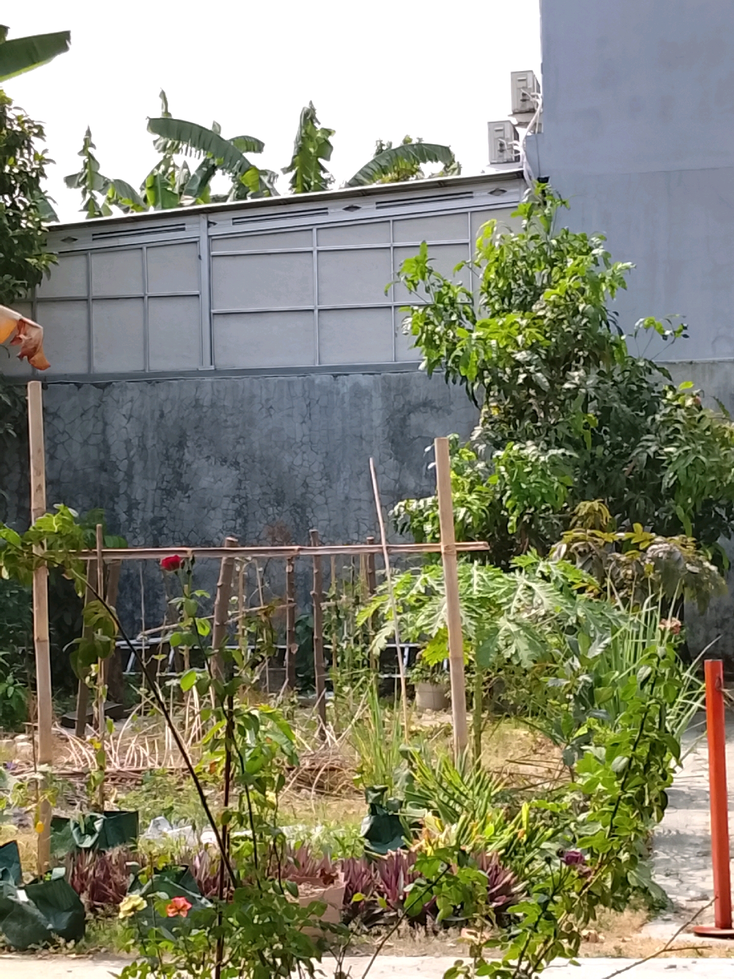 This image depicts a backyard garden located in the city of Slawi, Indonesia. The garden features a variety of plants, including banana trees visible above a metal fence. A grey concrete wall serves as a backdrop to the garden. In the foreground, several bamboo structures are present, likely used for supporting plants. A single red rose is blooming on a plant within the garden. Several green fabric grow bags are scattered throughout the garden. The scene suggests a domestic outdoor space.