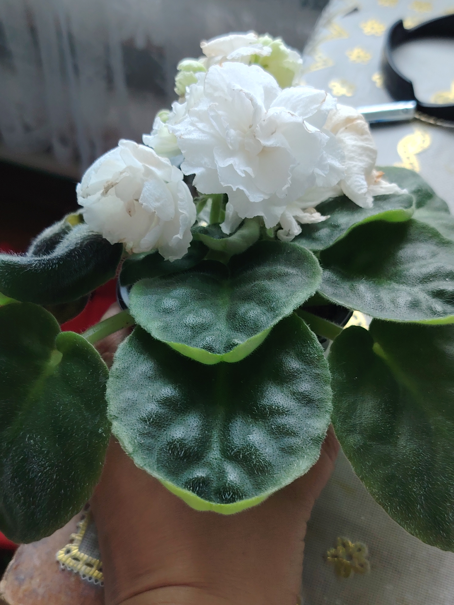 A close-up, eye-level, vertical shot shows a potted African violet plant with white, ruffled double blooms and dark green, velvety leaves. The plant is being held by a person's hand, with a portion of their thumb and index finger visible beneath the leaves. The background is out of focus, with hints of a patterned tablecloth, a dark object, and a window with vertical blinds. The location is identified as Volnoye, Russia.