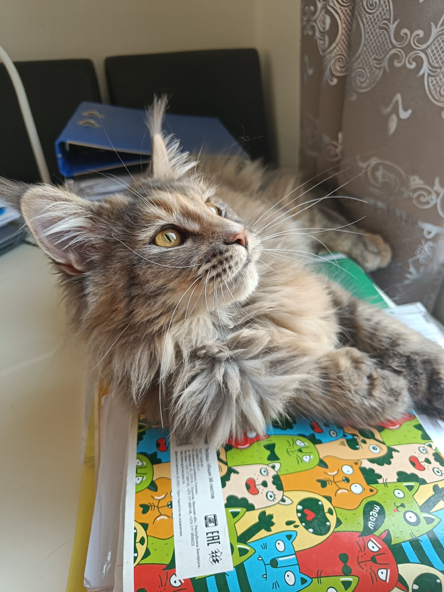 A long-haired, brown and gray cat is lying on a stack of notebooks with colorful, cartoon cat faces printed on them. The cat is positioned on a white surface, possibly a desk or table, with blue folders and a curtain visible in the background. The cat is looking upwards and to the right with its yellow eyes, its long whiskers prominently displayed. A label with Russian text and the EAC mark is visible on the notebook.