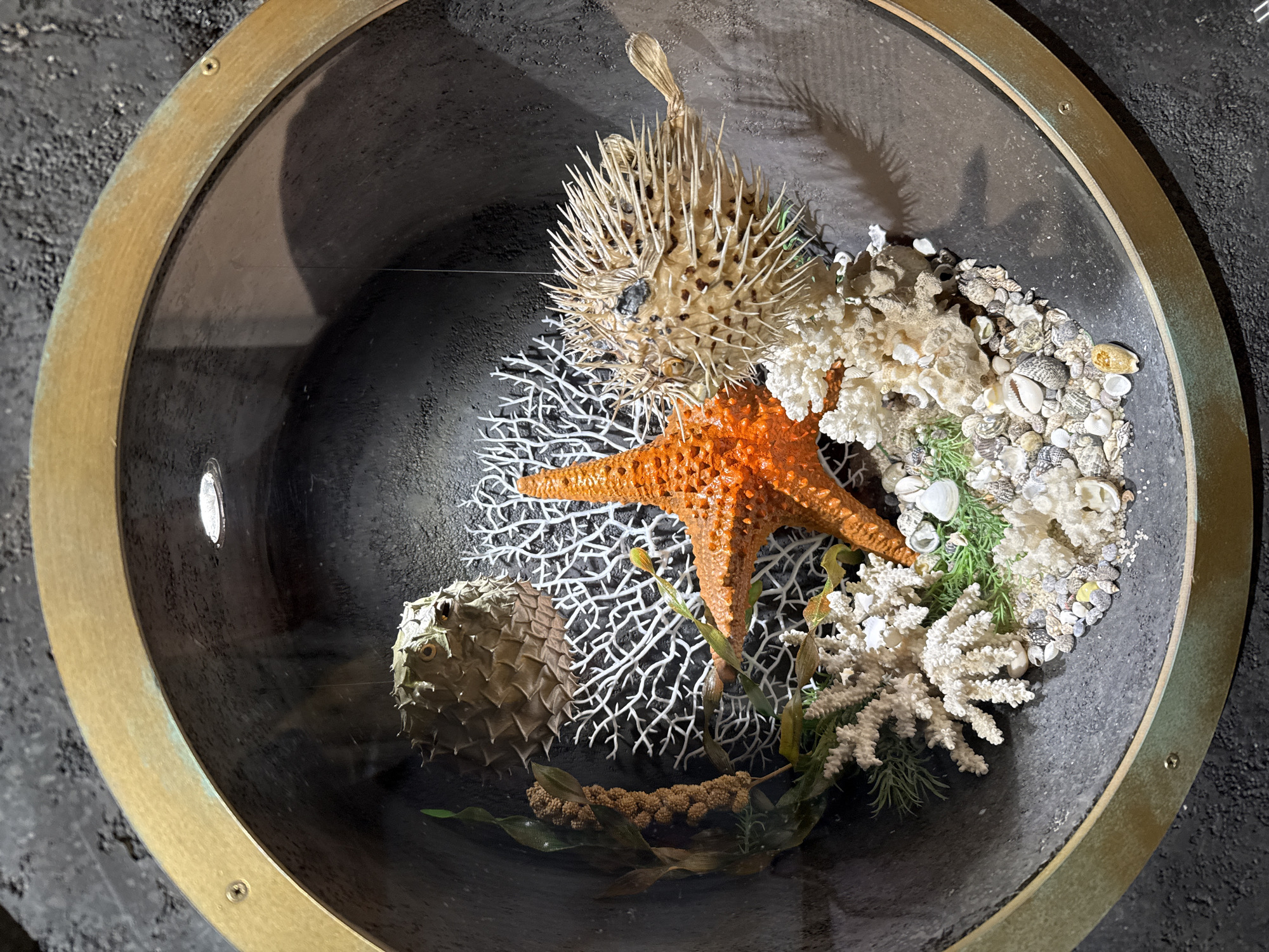 A circular display, framed by a brass-toned metal rim with visible screws, is recessed into a dark, textured wall in Moscow, Russia. The display is covered by a clear glass panel and internally illuminated by a single spotlight positioned at the top. Inside, a static aquatic diorama is arranged on a bed of small seashells, pebbles, and sand.
The primary subjects include a prominent orange starfish located slightly left of center, resting on the base. Two pufferfish specimens are present: one deflated and textured, positioned in the upper left quadrant, and another, fully inflated with sharp spines, suspended by a thin line in the mid-right, oriented horizontally with its tail fin visible.
The scene incorporates various white coral replicas, including branching structures and a large, intricate fan-like coral positioned behind the starfish. Several green and brown artificial aquatic plants, varying in height and form, are interspersed among the corals and shells. Small, artificial yellow-orange fish are scattered throughout the arrangement. The interior background of the display is a dark gray, textured surface.