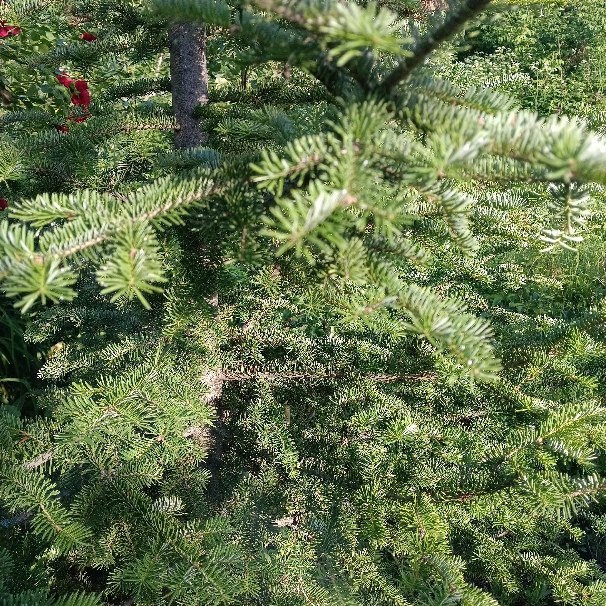 The image shows a close-up view of green fir tree branches and needles. A portion of the tree trunk is visible on the left side of the image. In the background, there are hints of red flowers and other green foliage. The scene appears to be outdoors, possibly in a garden or park setting. The lighting suggests it is daytime. The image is taken from a slightly elevated angle, looking down into the branches. There are no people or visible animals in the image. The location is identified as Rozhdestveno, Russia.