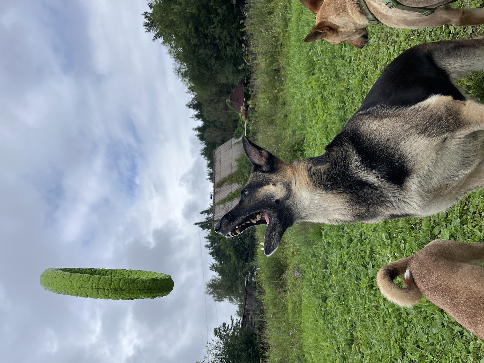 A German Shepherd dog is captured mid-air, mouth open wide, attempting to catch a green, textured ring toy that is suspended in the sky. The dog is in the foreground, its body angled upwards. To the right, a tan dog with a green harness looks towards the German Shepherd. To the left, the hindquarters of a tan dog with a curled tail are visible. The background consists of a lush green field with scattered wildflowers, a weathered wooden fence, and trees. Several rustic wooden buildings with sloped roofs, one partially covered in ivy, are situated behind the fence. The sky is overcast with dramatic clouds. The scene appears to be an outdoor recreation area, possibly a rural backyard or a park, in Nizhny Tagil, Russia.