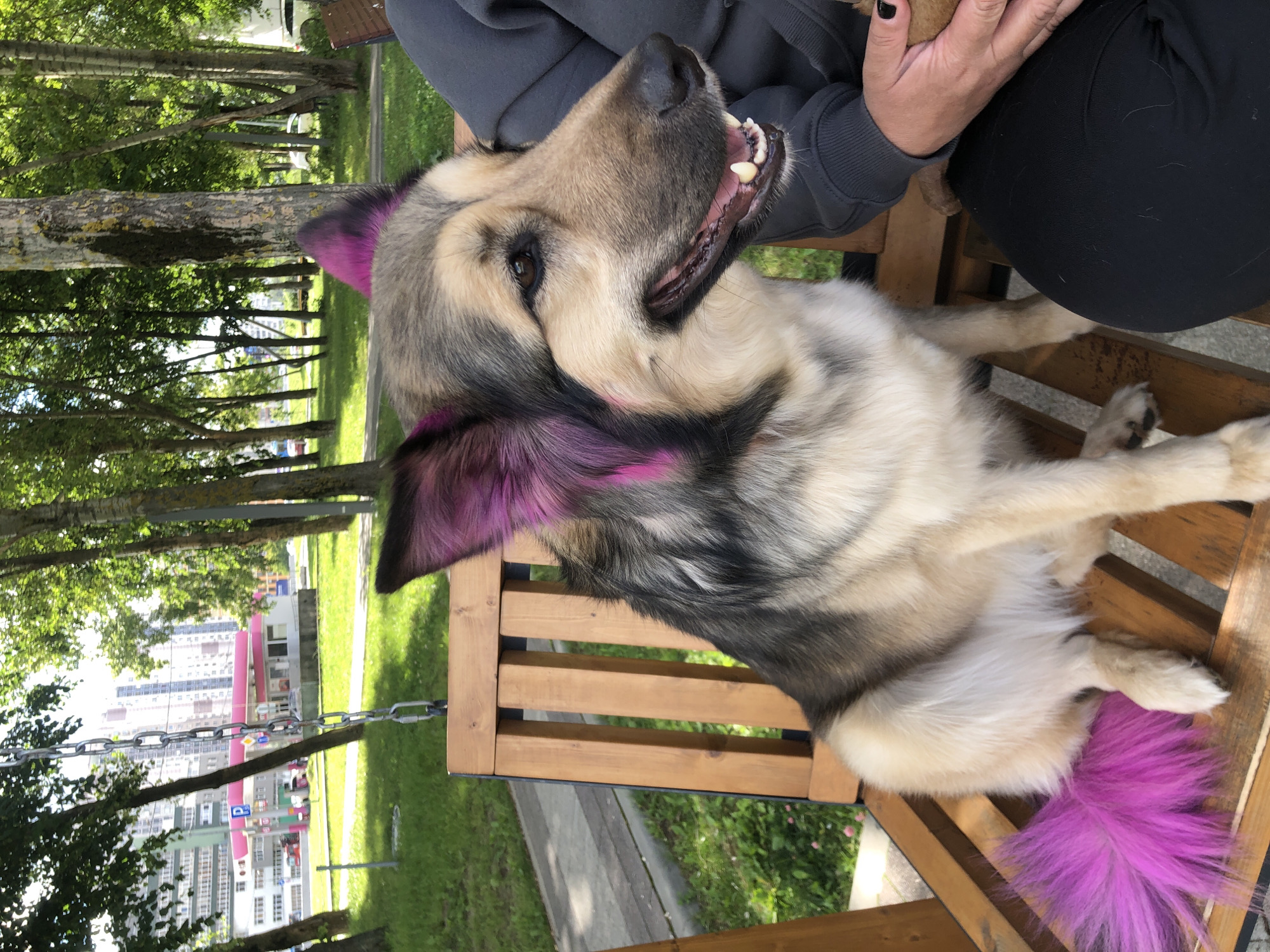 An outdoor medium shot shows a dog with pink-dyed ears and tail sitting on a wooden swing. The dog is a medium-sized breed, possibly a German Shepherd mix, with tan, grey, and black fur. Its mouth is slightly open, revealing its teeth and tongue. The dog is positioned on the left side of the frame, facing right. To the right of the dog, a person wearing a dark grey hoodie and black pants is visible, holding a small object in their hands. The swing is made of light-colored wood with vertical slats. The background features a park-like setting with trees and a paved walkway. In the distance, a modern cityscape with tall buildings and a pink-roofed building, possibly a gas station, are visible, suggesting an urban environment. The scene appears to be in Moscow, Russia, based on architectural styles and common urban park elements. The lighting suggests it is daytime, with sunlight filtering through the trees.