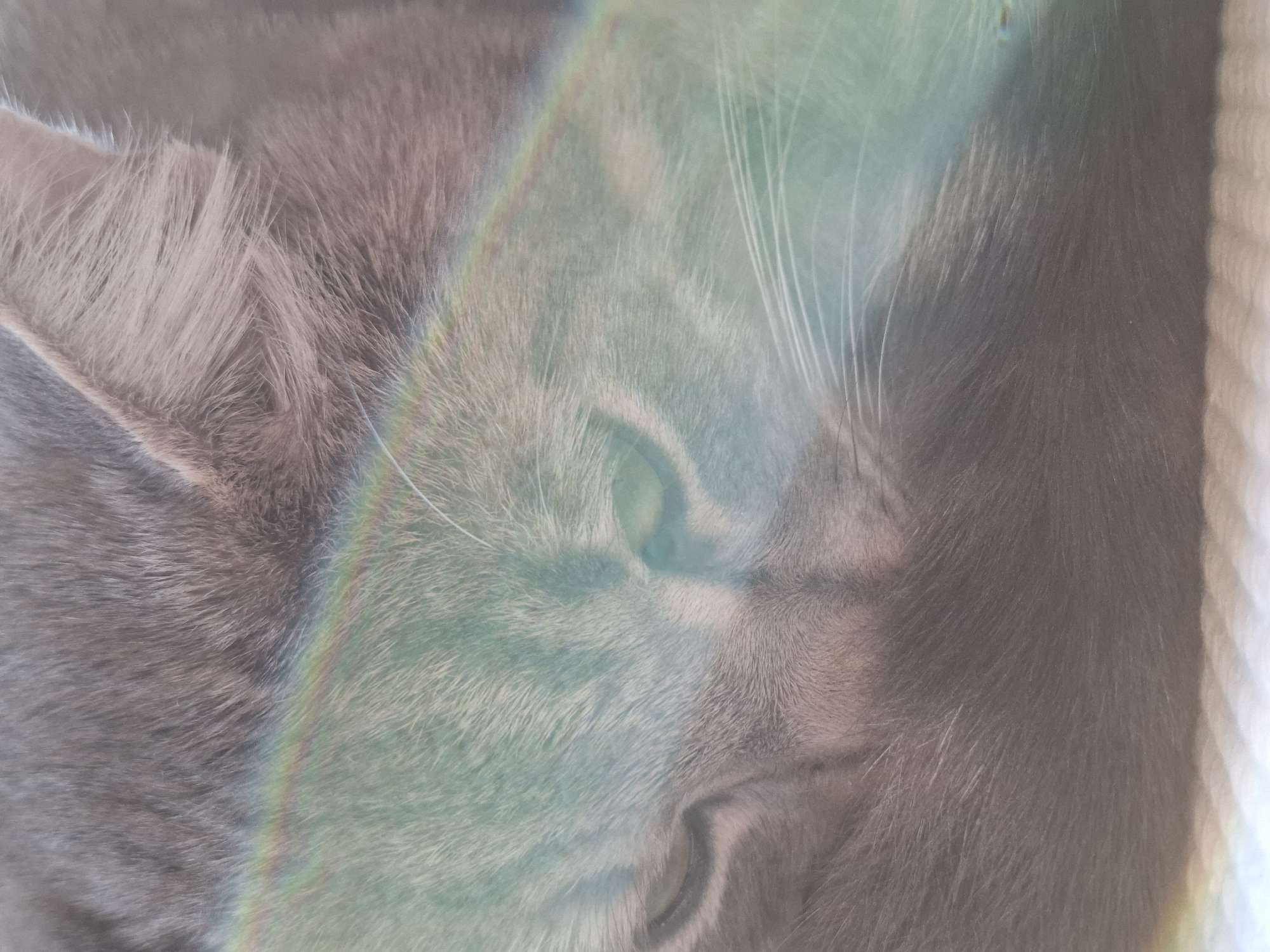 The image depicts a close-up view of a gray cat's face. The cat's fur appears soft and dense, and its eye is partially visible. A rainbow effect overlays the image, possibly caused by light refraction. There is insufficient information to determine the specific location in Novi Sad, Serbia, or any other details about the environment, people, or interactions.
