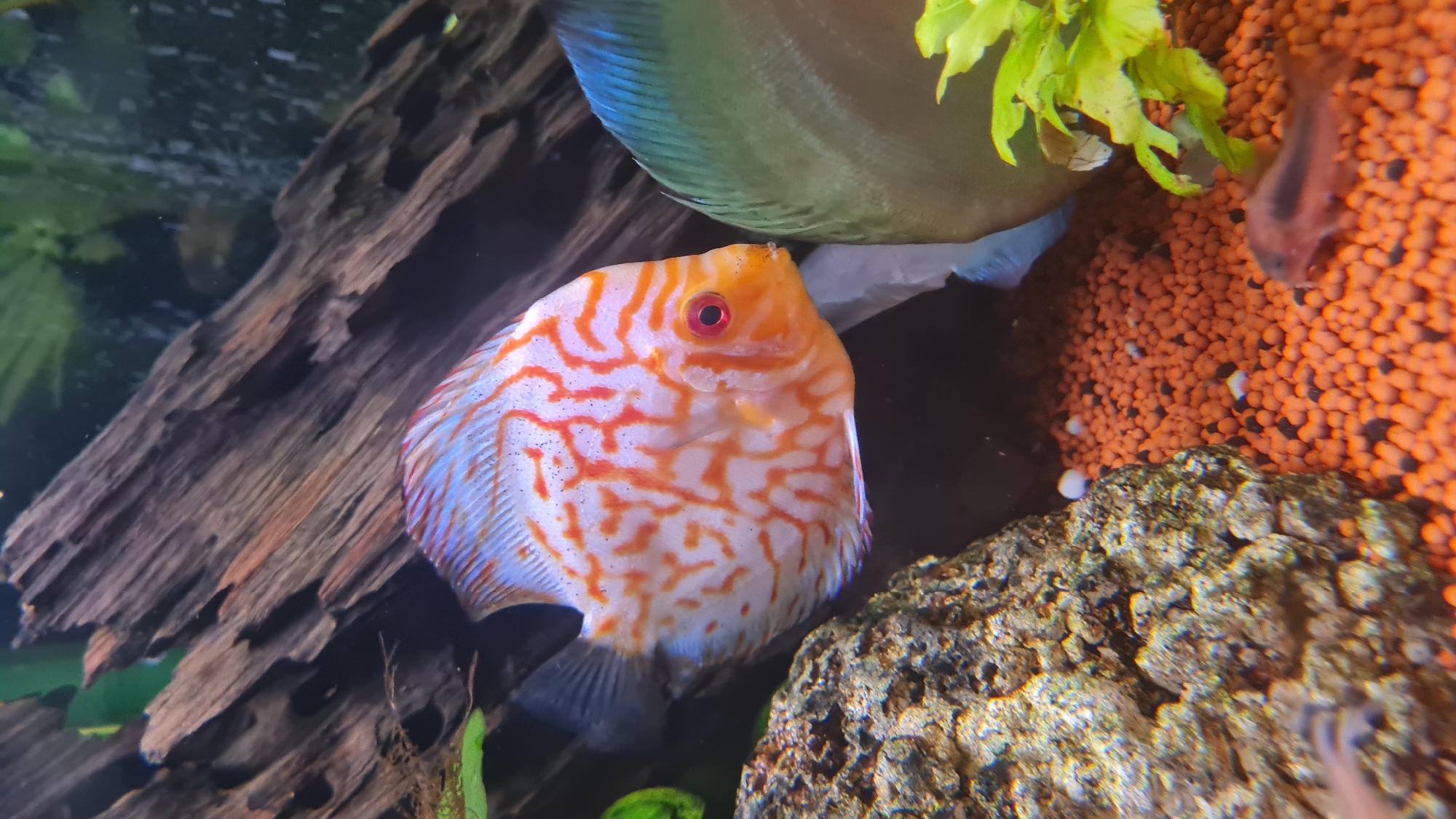 An underwater close-up shot captures a vibrant aquarium scene. The central subject is a beautifully patterned Discus fish, facing slightly towards the left. It features a bright orange head with a striking red eye, and its body is predominantly white, covered in an intricate network of vivid orange-red, maze-like lines. Small black specks are scattered across its white and orange scales, and its fins show a hint of light blue.
Behind this main fish, another Discus of a blue-green hue is partially visible in the upper center, its broad body forming a curved shape. To the left of the frame, a substantial piece of dark, gnarled driftwood extends, providing a naturalistic element. Green aquatic plants are seen in the background and upper left, contributing to the lushness of the environment.
The right side of the image features a bed of granular, orange-brown substrate, likely aquarium gravel. A small, dark-colored creature, possibly a fish or tadpole, is discernible on this substrate in the upper right. In the bottom right foreground, a textured rock or stone with varying shades of brown and green is present. A small, white, indistinct object can be seen behind the main Discus, partially obscured by its body.
The water appears clear, and the scene is well-lit, highlighting the rich colors of the fish and the aquarium decorations. The focus is sharp on the central Discus. No visible text is present in the image.