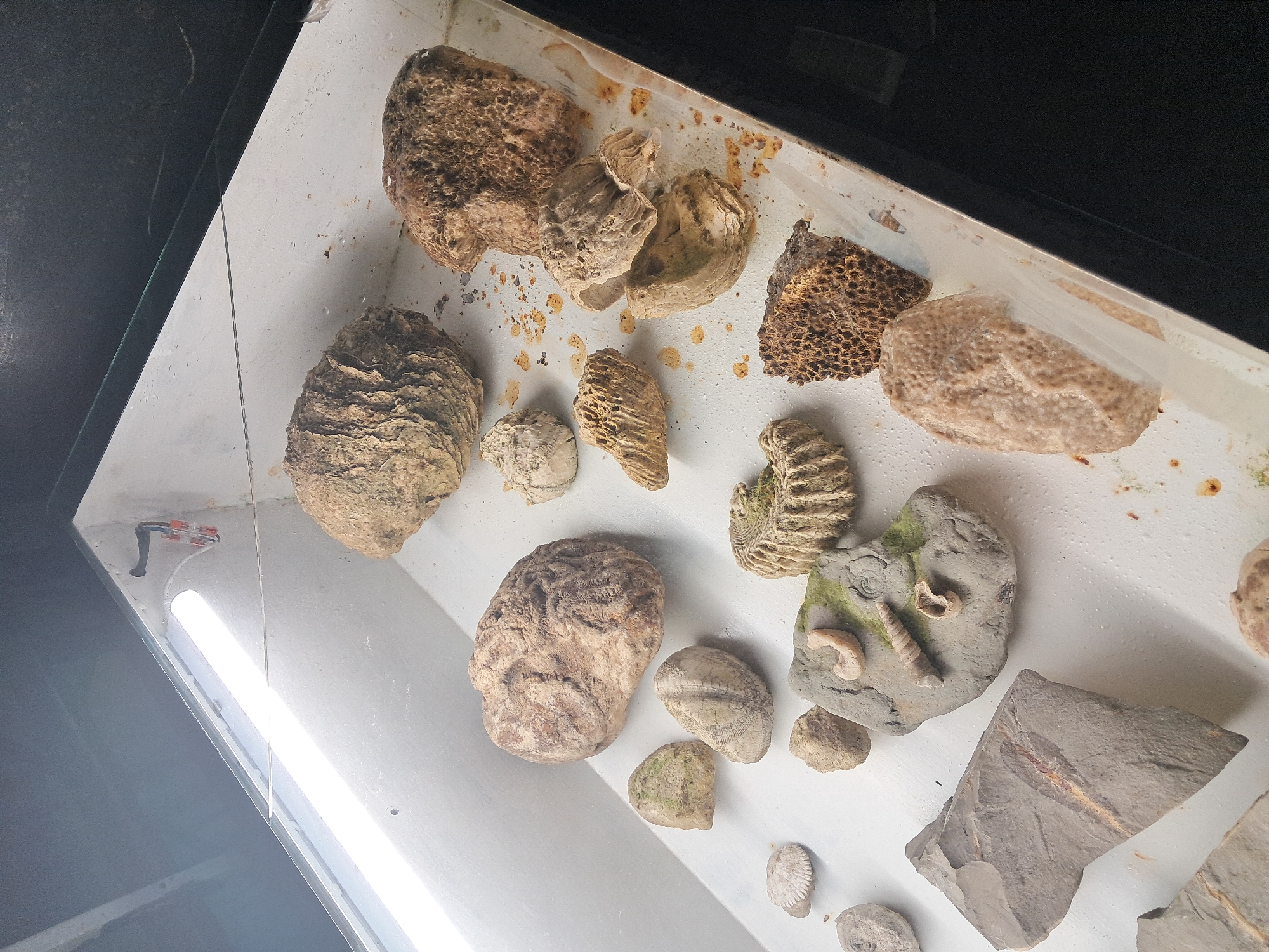 The image shows a display case containing various fossils. The fossils include several different types of coral, as well as other marine invertebrates such as bivalves and gastropods. The coral fossils are of different sizes and shapes, some of which are porous and have a honeycomb-like structure. Some of the specimens are embedded in grey rock, while others are on a white surface. There is no indication of a location in Колишовци, Bulgaria.