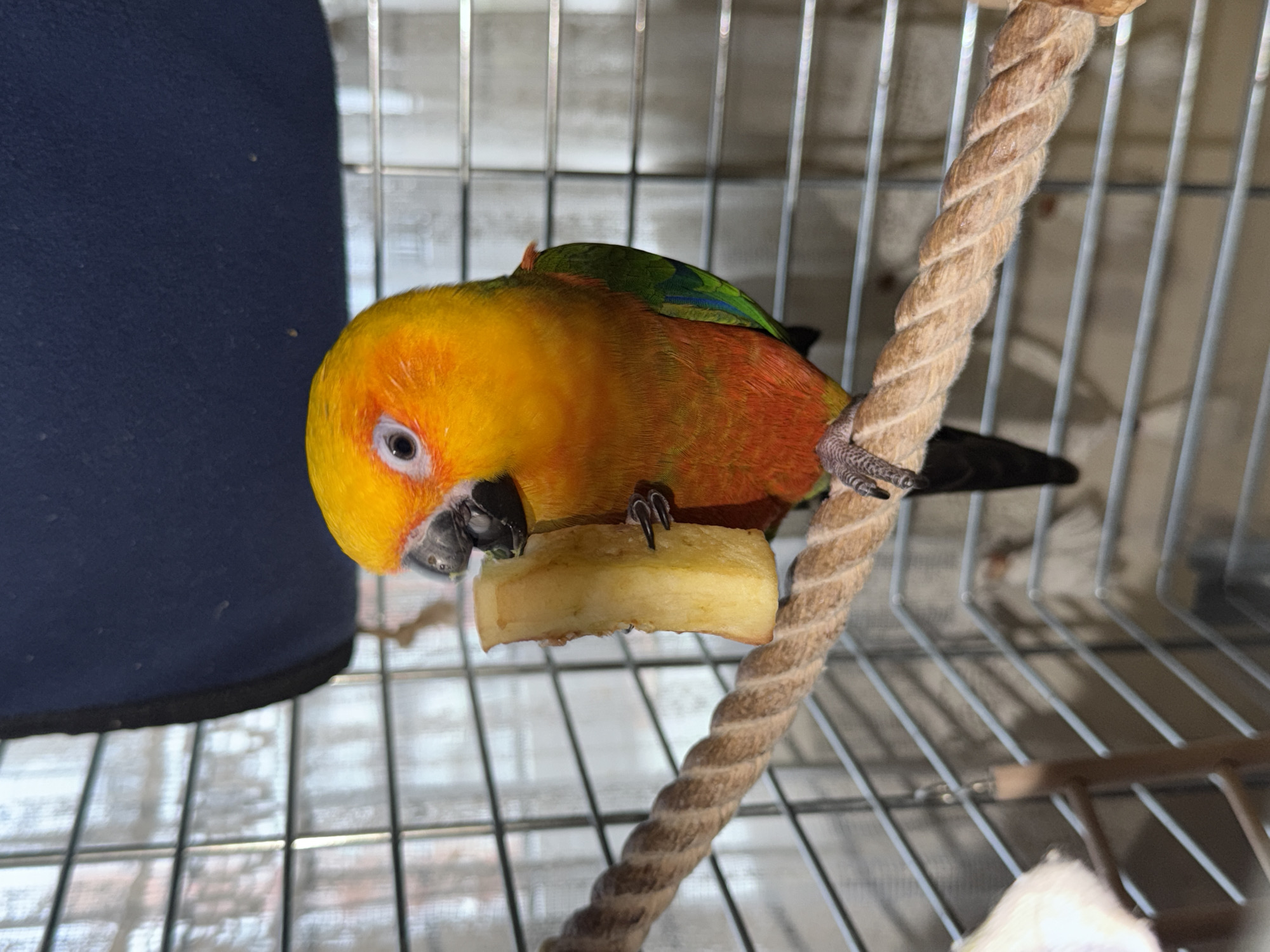 A Sun Conure bird is perched in a wire cage. It's holding a slice of fruit with its claws while using its beak to eat it. The cage contains a rope perch. The location isn't identifiable from the image.