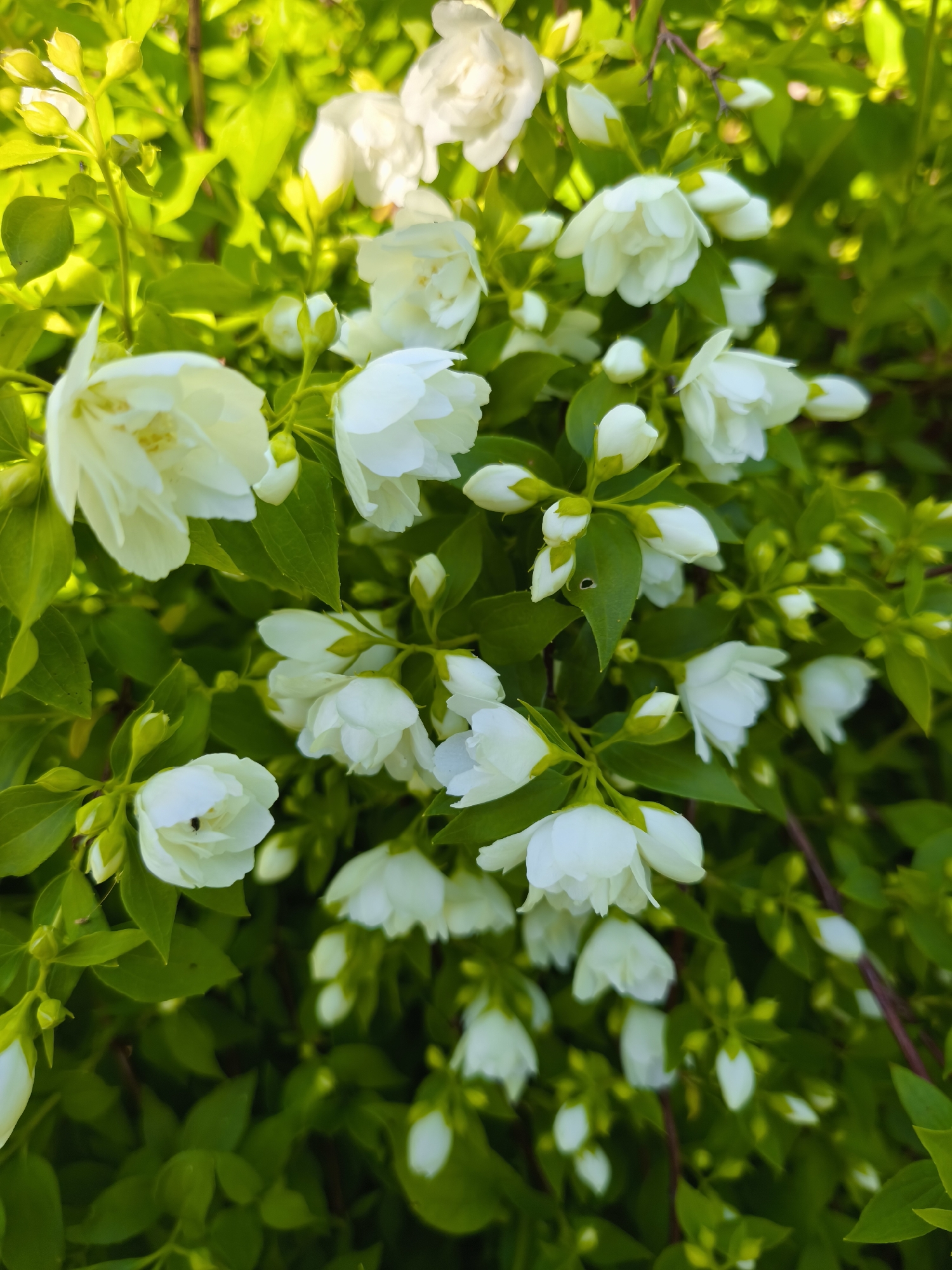 In an outdoor environment, a dense cluster of white jasmine flowers is in full bloom against a backdrop of vibrant green leaves. The flowers, with their delicate petals, vary in stage from tightly closed buds to fully opened blossoms, some revealing their yellow stamen. Sunlight dapples through the foliage, creating highlights and shadows, suggesting a bright day. The scene is devoid of any human presence, animals, or man-made structures. The image captures a close-up view of the natural beauty of the flowering plant.