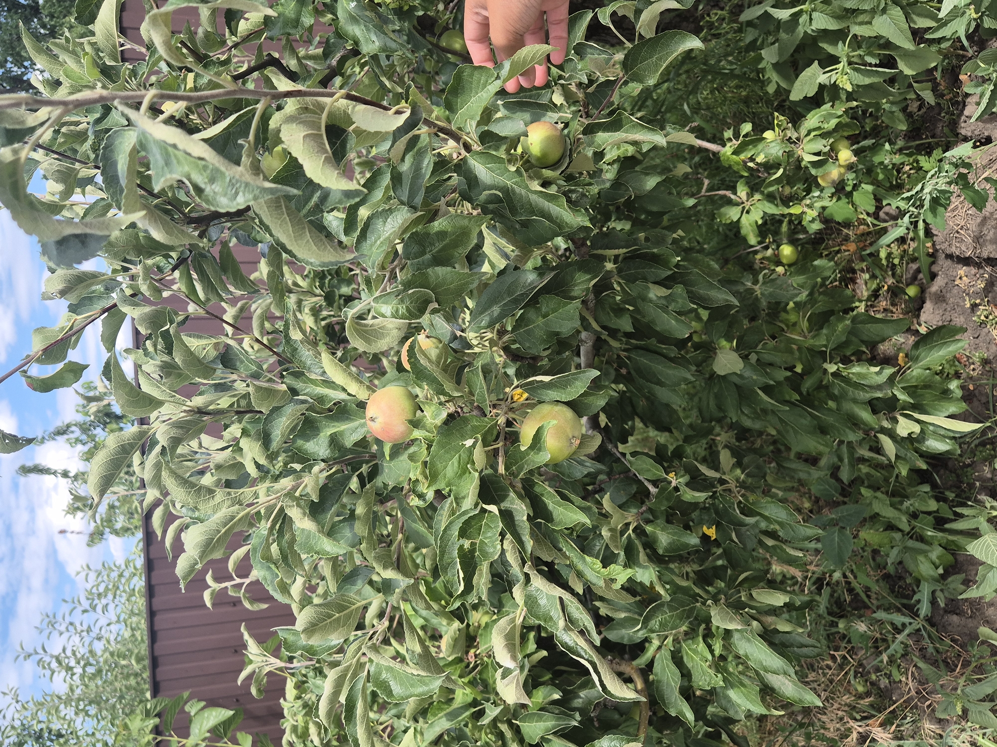 The image displays an apple tree laden with fruit, situated in a garden. The tree has abundant green leaves and several apples, some of which are partially red and green, while others are predominantly green. A human hand is visible on the right side of the image, reaching towards one of the apples. In the background, a brown metal fence and a blue sky with scattered clouds can be observed. The ground is covered with soil and some dry vegetation. The setting appears to be a rural or suburban environment, consistent with a location like Sozonivka, Ukraine.