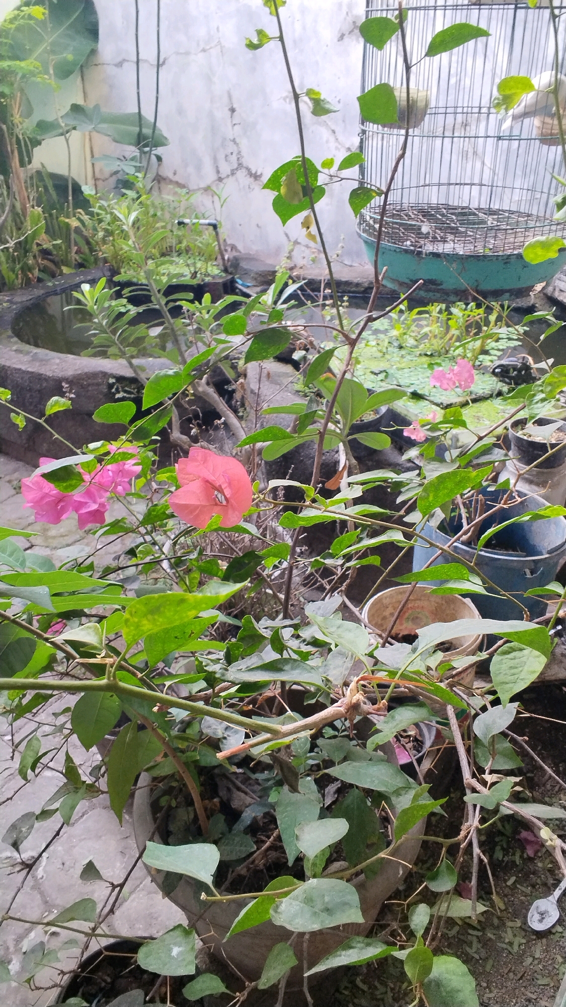 A bougainvillea plant with pink and red flowers is in the foreground of this outdoor scene. The plant is in a gray pot and is surrounded by other potted plants and a small pond. In the background, a birdcage hangs from a tree. The scene appears to be a backyard garden in Penompo, Indonesia. The lighting is natural, and the image is taken from a slightly high angle, looking down at the plants.