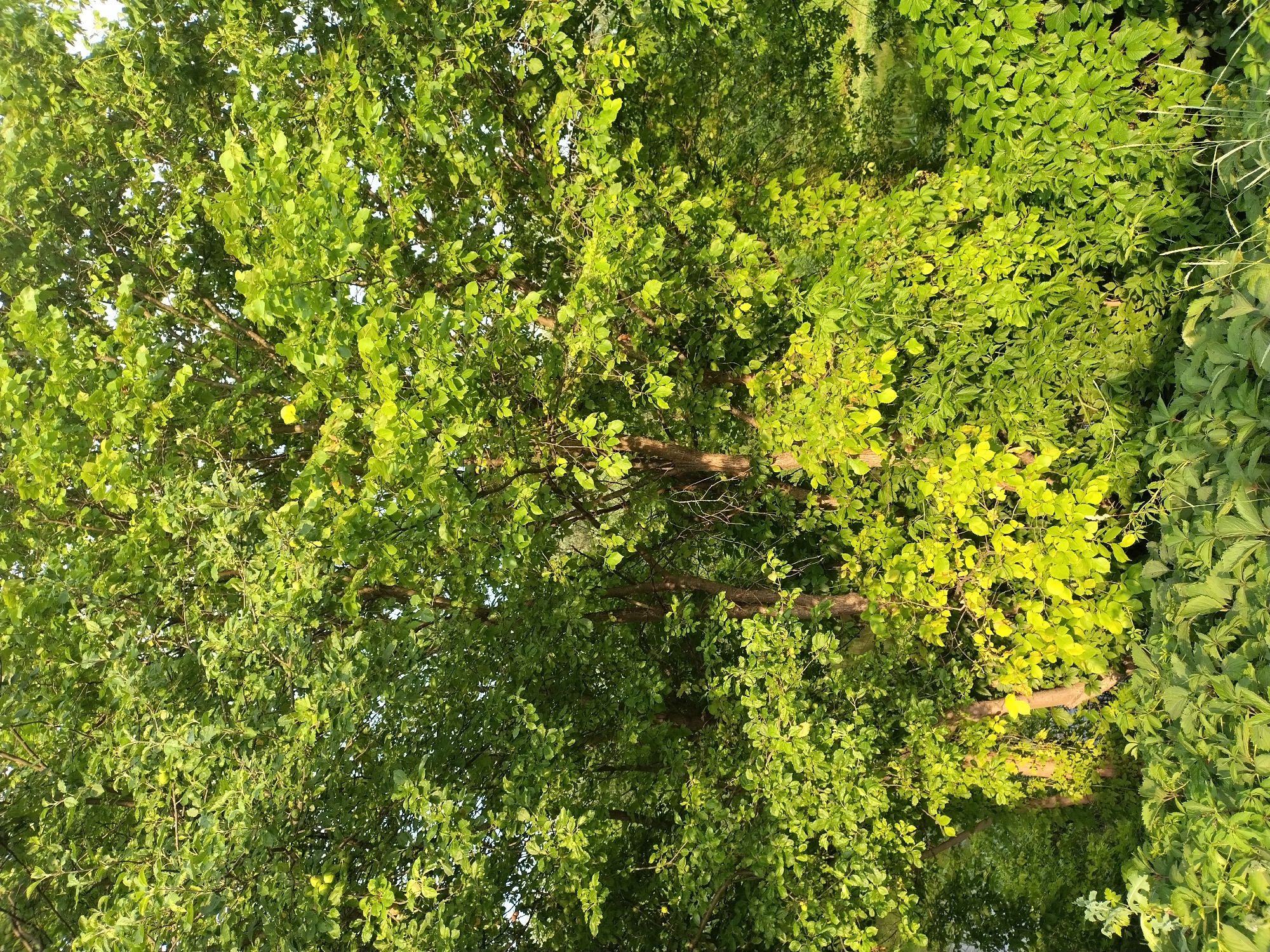 The image is an outdoor, vertical, medium shot of a dense, leafy trees and vegetation. The foliage is predominantly green with some areas of yellowing leaves, suggesting late summer or early autumn. The trees are full of leaves and branches, obscuring much of the background. The lighting indicates it is daytime, with sunlight filtering through the leaves, creating highlights and shadows. The scene appears to be a natural or semi-natural area, likely a park or a wooded section within or on the outskirts of Ivankiv, Ukraine. There are no people or animals visible in the image. The foreground is filled with lower-lying green plants and some tall grasses.