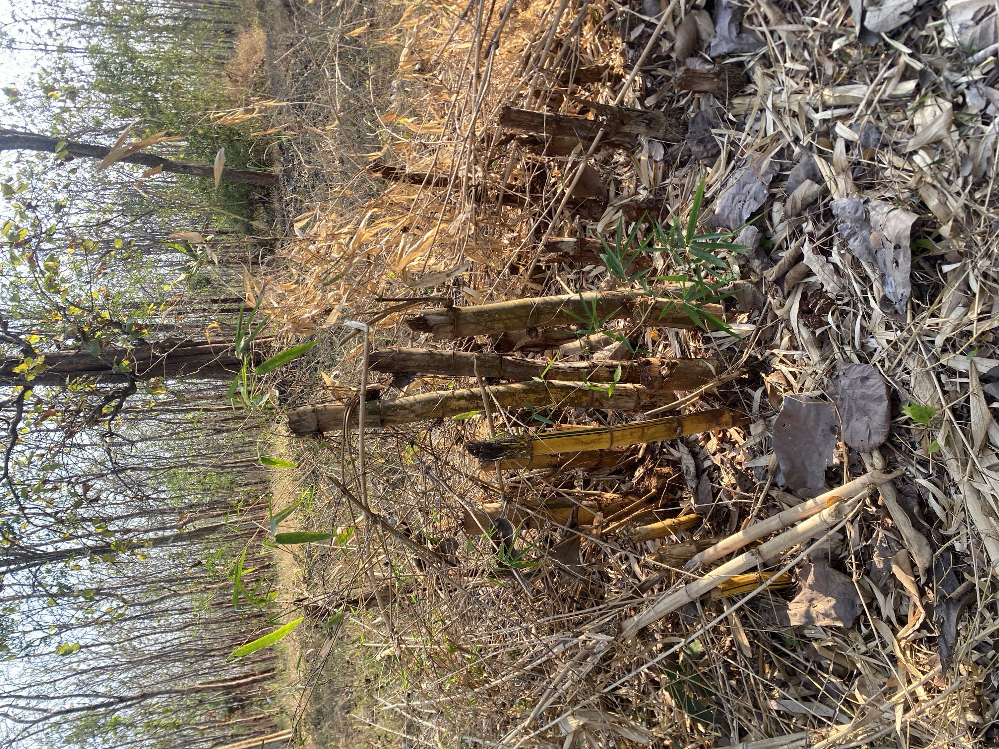 A forest floor is covered with dry bamboo stalks and leaves, with several thick, hollow bamboo stumps emerging from the ground in the foreground. Some green bamboo shoots and leaves are visible among the dry debris, indicating new growth. The background shows a dense forest with tall, slender trees, their branches bare or sparsely leafed, suggesting a dry season. The lighting indicates it is daytime, with sunlight filtering through the trees and casting shadows. The scene is located in an outdoor, natural environment.