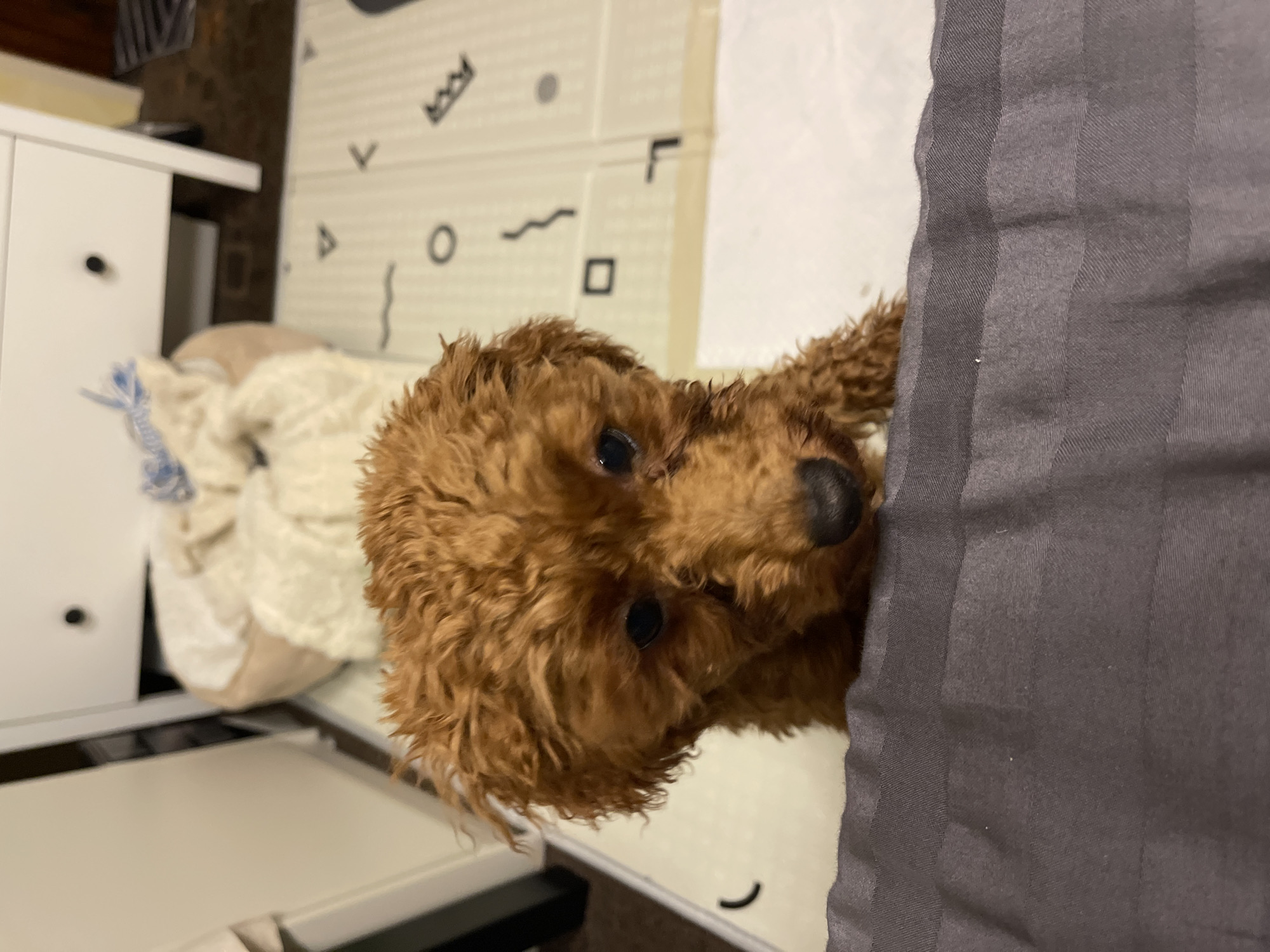 A close-up, angled shot captures a brown poodle from a low perspective. The dog's head is the central focus, with its dark eyes and black nose prominently visible. Part of the dog's body extends behind a dark gray, striped bedsheet that occupies the right side of the frame. To the left, a white bedside table with visible knobs is situated. In the background, a beige mat with geometric patterns can be seen. The location is likely indoors, inside a bedroom. The image's origin in Sofia, Bulgaria, cannot be confirmed based solely on the visual content.
