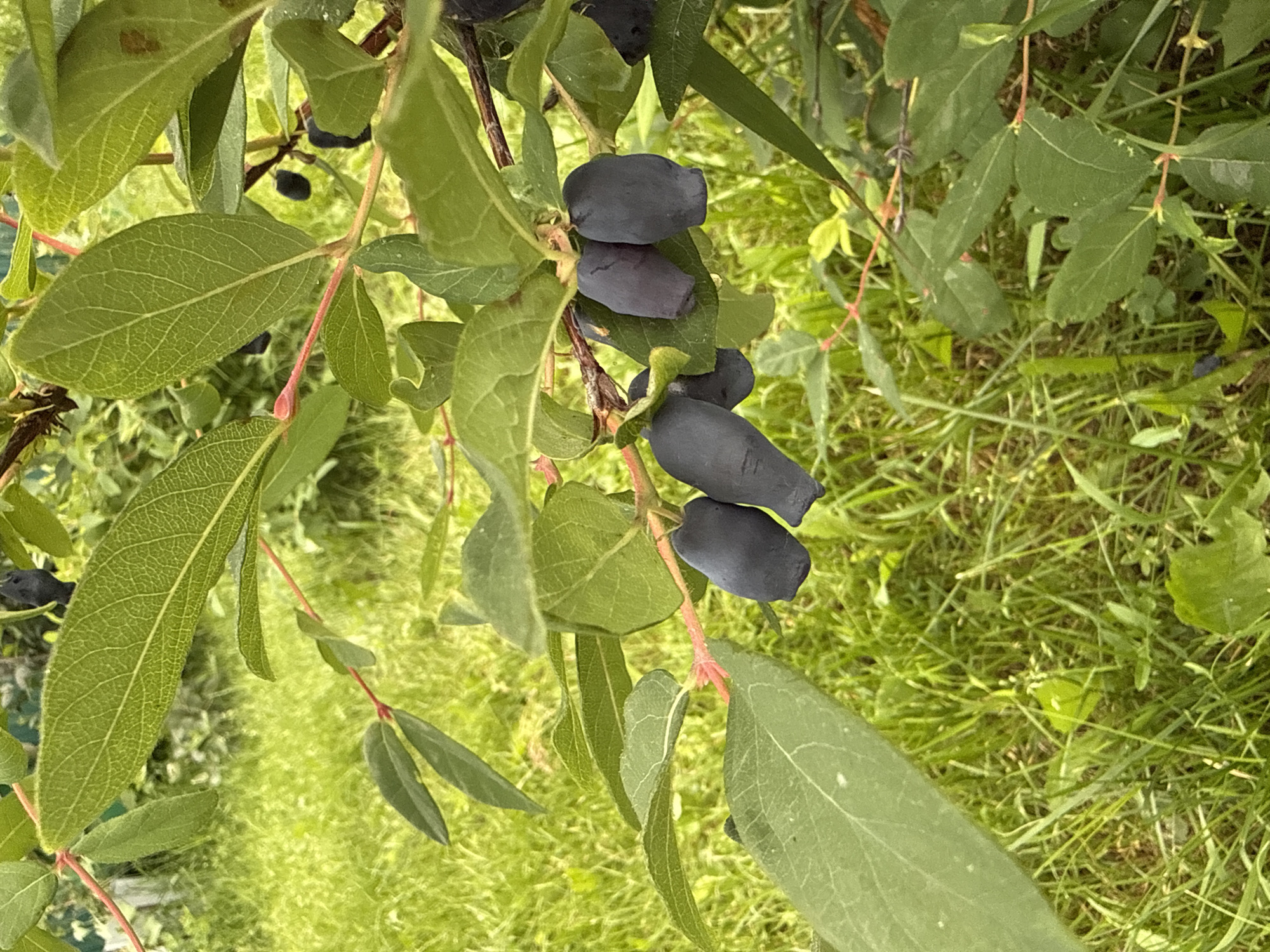 The image depicts a close-up view of a honeysuckle bush with dark blue berries and green leaves. The bush is situated outdoors, with a background of lush green grass, suggesting a natural or garden setting. The lighting indicates it is daytime. The image does not contain any people, structures, or any identifiable landmarks that would allow for a specific location within Votkinsk, Russia, or any other city.
