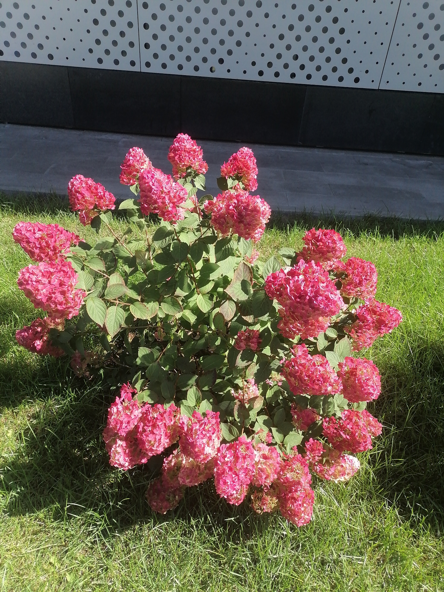 A cluster of pink hydrangeas with green leaves is in full bloom, situated on a patch of well-maintained green grass. In the background, a modern building facade is visible, featuring a white panel with a repeating pattern of black dots. The scene appears to be an urban outdoor setting, possibly a park or garden area within the city. There are no people or animals present. The lighting suggests a sunny day. The location is Moscow, Russia.
