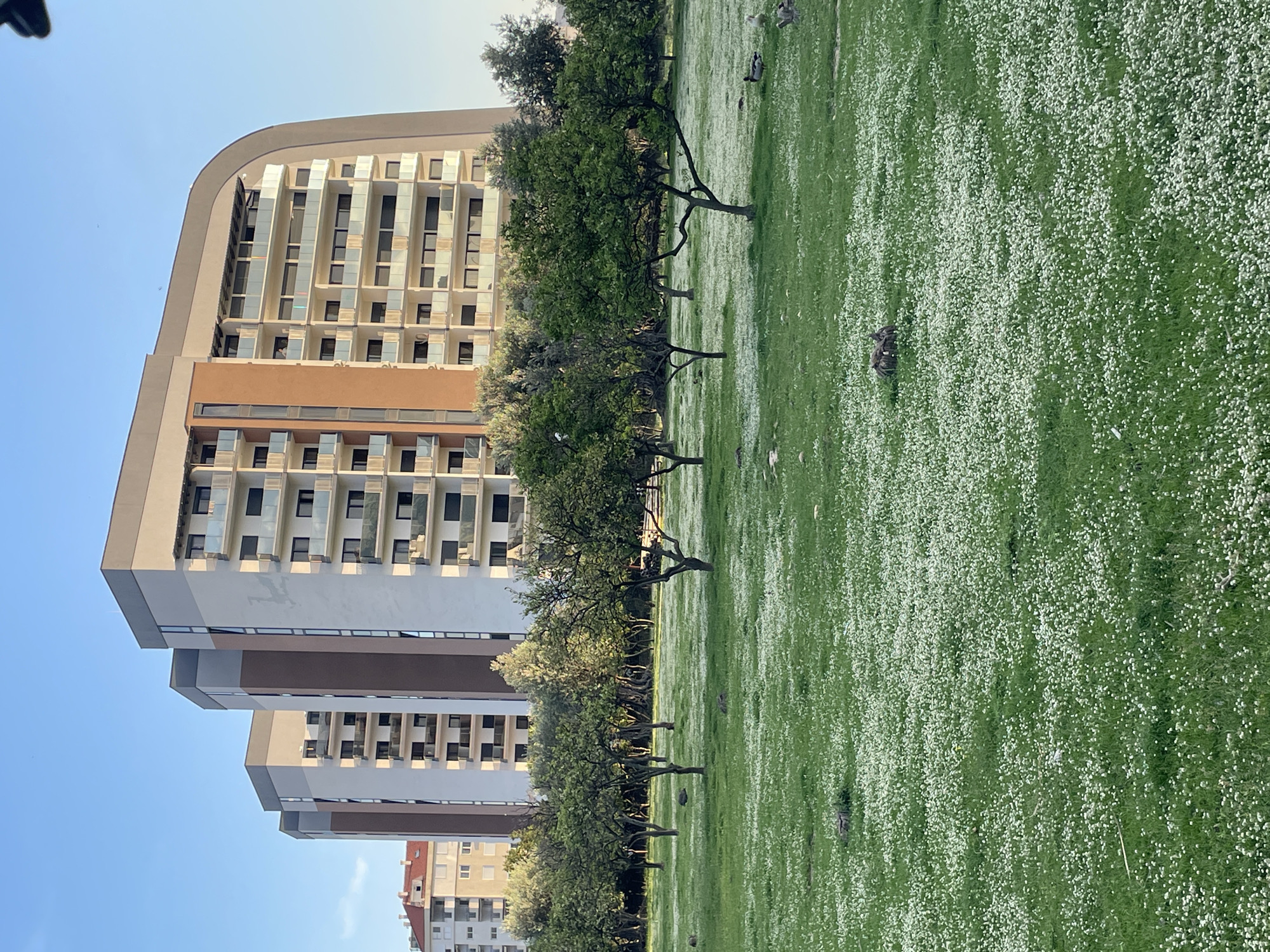 The image, when viewed in correct landscape orientation, presents a serene urban landscape featuring residential buildings alongside a vibrant green park.
On the left side of the frame, a tall, modern apartment building dominates, characterized by its multi-story structure, numerous balconies, and a blend of light beige/white and brown facade sections. The building's roofline shows a distinctive curved design. Behind this primary structure, another similar but slightly smaller building is partially visible. In the distance, towards the lower right, an older building with a reddish-brown roof can be seen.
Separating the buildings from the open area is a line of green trees with visible trunks and branches. The right half of the image is occupied by a large, lush green field densely carpeted with countless small white flowers, giving it a speckled, almost frothy appearance, likely daisies.
Several birds, possibly ducks or geese, are scattered across this flowery field, appearing to be grazing or resting peacefully. The sky, visible in the upper left, is a clear and bright blue, suggesting fair weather.
The scene depicts a tranquil daytime setting, likely late morning or afternoon, given the bright, even lighting and clear sky. There is no discernible activity beyond the birds inhabiting the field. No visible text appears in the image. The setting is consistent with an urban area, specifically Bar, Montenegro, as provided by the context. The overall impression is one of natural beauty coexisting with modern architecture.