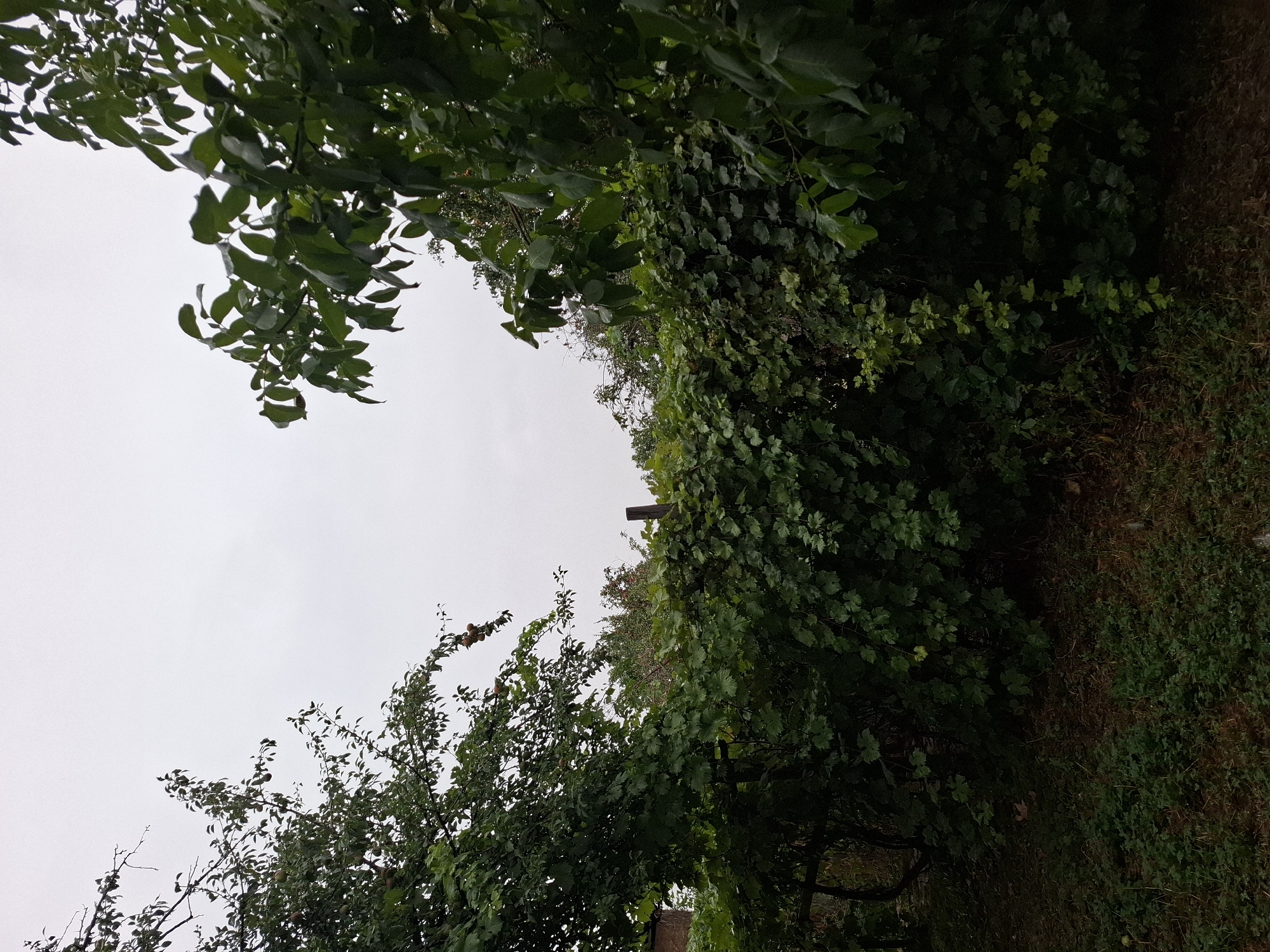 The image depicts an outdoor scene, likely a backyard or garden, dominated by lush green foliage. In the foreground, a dense growth of leaves and vines forms a wall-like barrier. To the left, branches from a tree, possibly a fruit tree judging by the small, round objects visible on it, extend upwards. To the right, another tree with larger, darker leaves also reaches towards the sky. The sky above is overcast and pale, suggesting a cloudy or hazy day. The ground is covered with grass and fallen leaves, and a wooden post is partially visible amidst the greenery. The overall impression is one of a verdant, somewhat overgrown natural space, likely within a residential area. There are no people or animals visible in the image. The scene is consistent with a garden or backyard found in Almaty, Kazakhstan, known for its abundance of green spaces and gardens, particularly in residential districts.