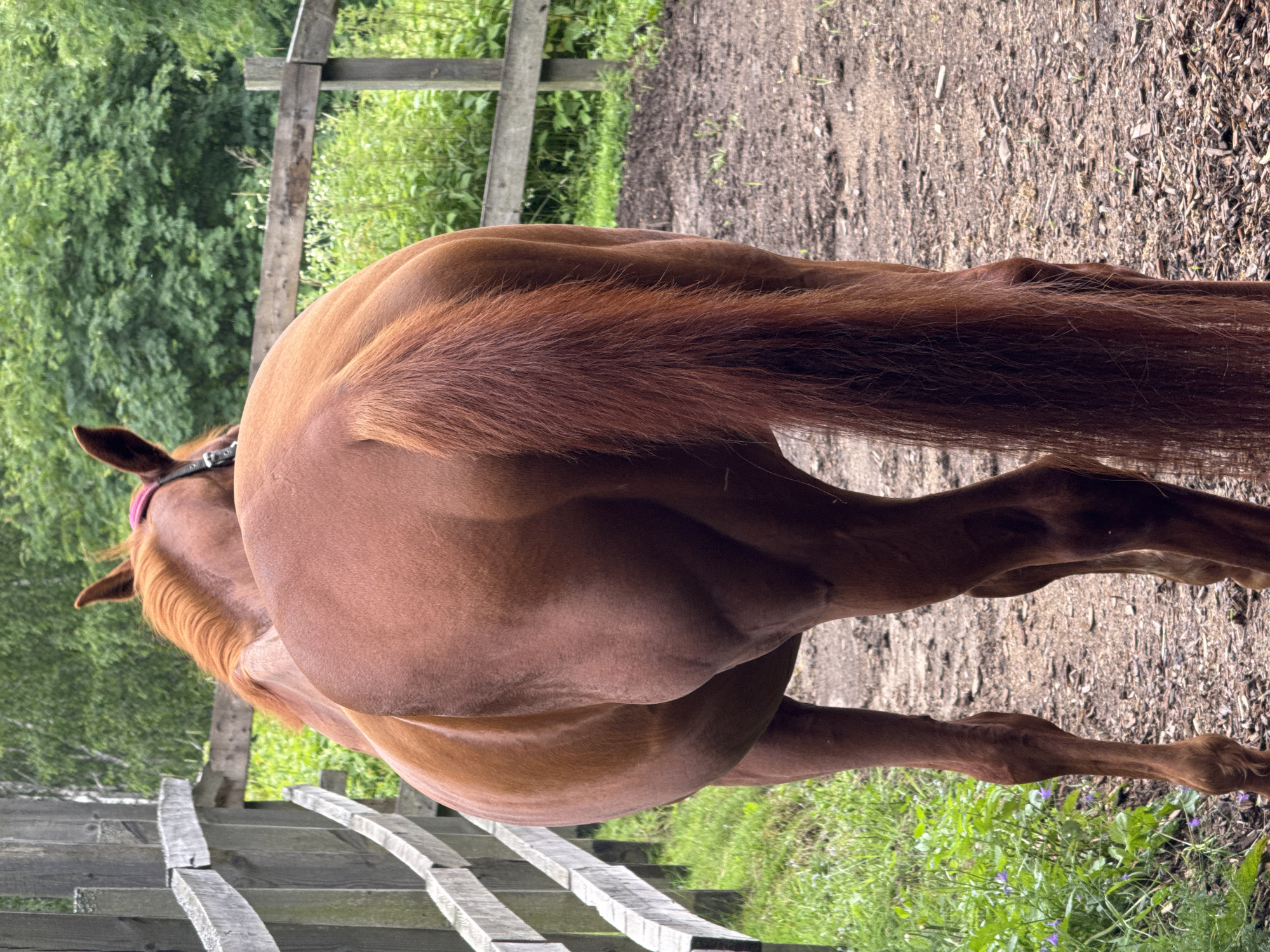 An outdoor medium shot captures the hindquarters of a chestnut horse standing on a dirt path. The horse is facing away from the viewer, its head turned slightly to its left. A wooden fence runs along the left side of the image, with greenery and trees visible beyond it. The ground is a mix of dirt, wood chips, and sparse green vegetation. The overall lighting suggests an overcast day. The location is specified as the city of Mars, Russia.