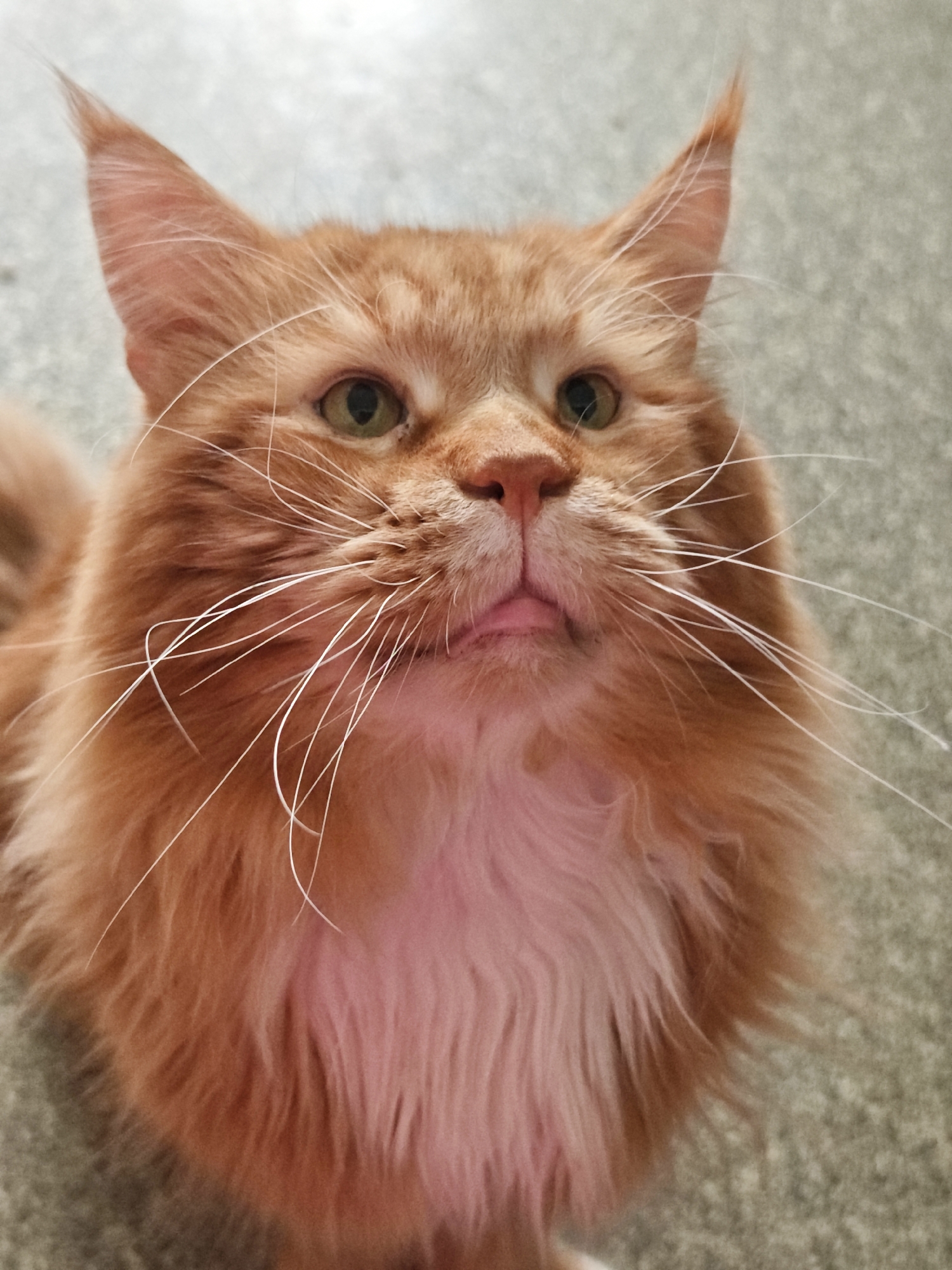 A close-up, eye-level shot shows an orange cat with a fluffy mane looking upwards. The cat's eyes are green, and its pink tongue is slightly visible. Long, white whiskers extend from its muzzle. The background is a textured, light-colored surface. The image is a portrait of the cat, with no discernible urban elements or location information.