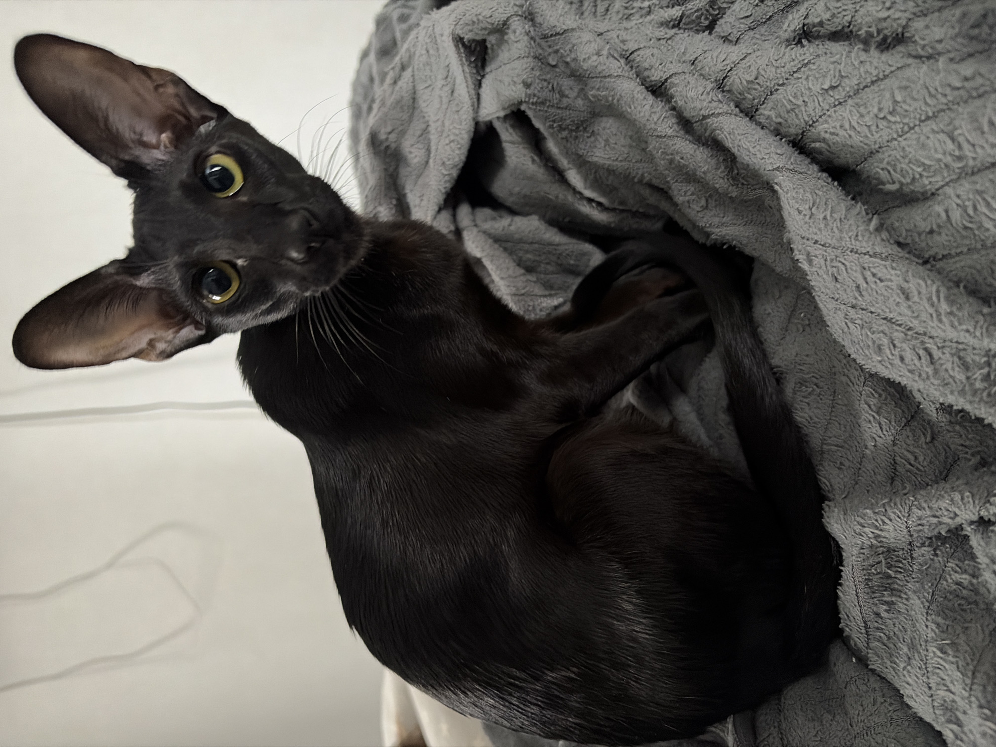 A black cat with large ears and green-yellow eyes is lying on a gray, textured blanket. The cat is looking at the camera with its head tilted. The background appears to be a white wall. There is no indication of the image being taken in Chaikovsky, Russia.