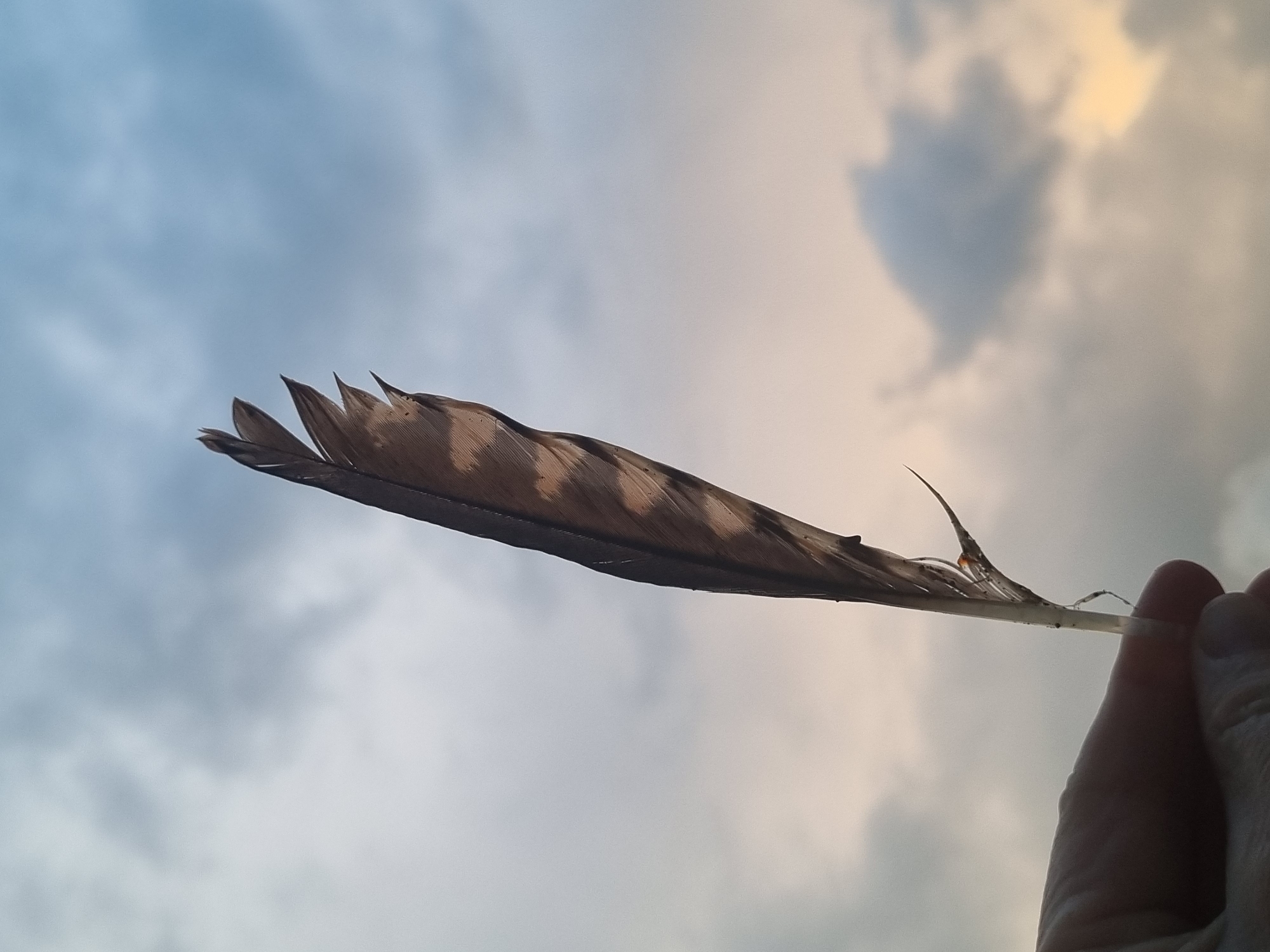 An outdoor, eye-level shot captures a feather being held against a cloudy sky in Kemul, Russia. The feather, likely a flight feather from a bird, is the central subject, presented horizontally across the frame. It displays intricate patterns of dark brown and lighter tan or creamy-brown bars and stripes, particularly along its broad, fanned vane. The feather's tip, towards the left, appears slightly tattered or separated into individual barbs.
On the right side of the image, a human hand holds the feather's quill end. The hand is mostly silhouetted against the bright sky, revealing only its general shape and fingers gripping the feather shaft.
The background is dominated by a cloudy sky. The clouds are diffused, creating a soft, ethereal light. The sky exhibits a gradient of colors, transitioning from a light, hazy blue on the left to warmer, faint orange and pink tones on the right, suggesting either sunrise or sunset. A distinct, darker cloud formation in the upper-middle section of the sky somewhat resembles a heart or a paw print. The overall lighting is backlighting, casting the feather and hand into silhouette and highlighting the texture of the clouds. No other objects, people, or text are visible in the scene.