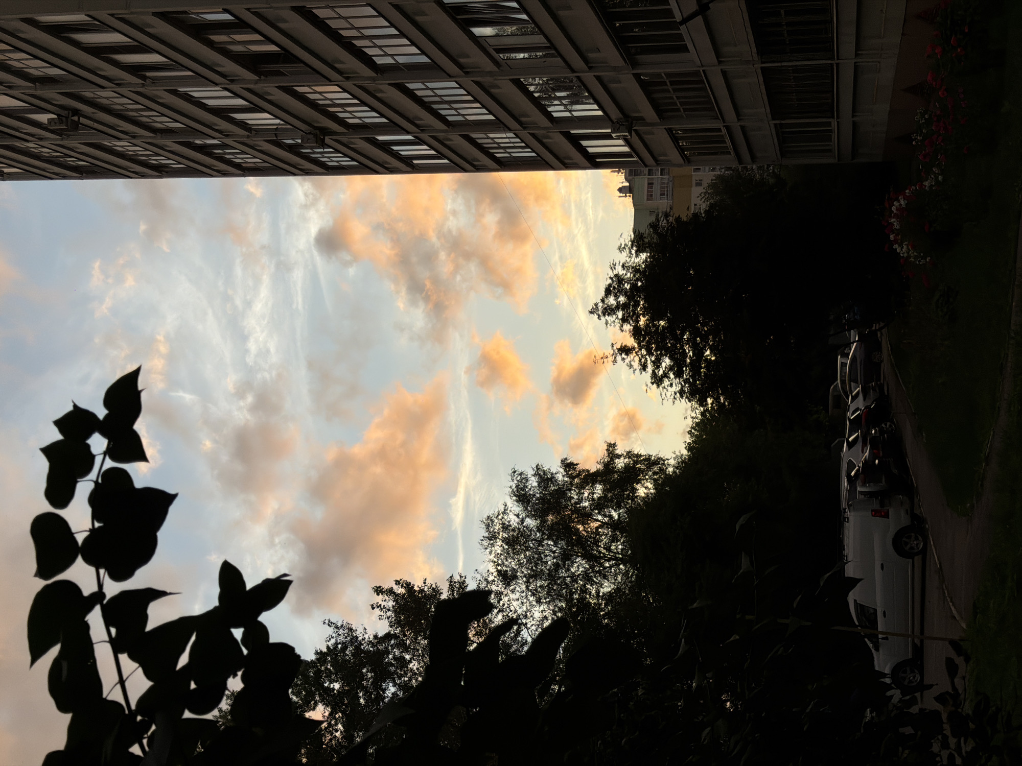 The image depicts a view from a residential area in Perm, Russia, during sunset. In the foreground to the left, silhouetted dark green leaves and branches of a tree frame the scene. To the right, the side of a tall, modern apartment building with numerous windows is visible, its facade a light gray concrete. The sky above is a canvas of pale blue with streaks of white clouds, interspersed with patches of soft orange and pink hues, indicating the setting sun.
Below the apartment building and behind the foreground foliage, a row of parked cars is lined up. The most prominent vehicle is a white van, positioned on the left side of the parking area. Beyond the parked cars, more trees create a dark, dense backdrop. In the lower right corner, a patch of flowers, primarily in red and white, adds a touch of color against the shadowed ground. In the distance, another building, lighter in color and appearing less imposing than the one in the foreground, can be seen. The overall impression is a tranquil urban landscape at dusk.